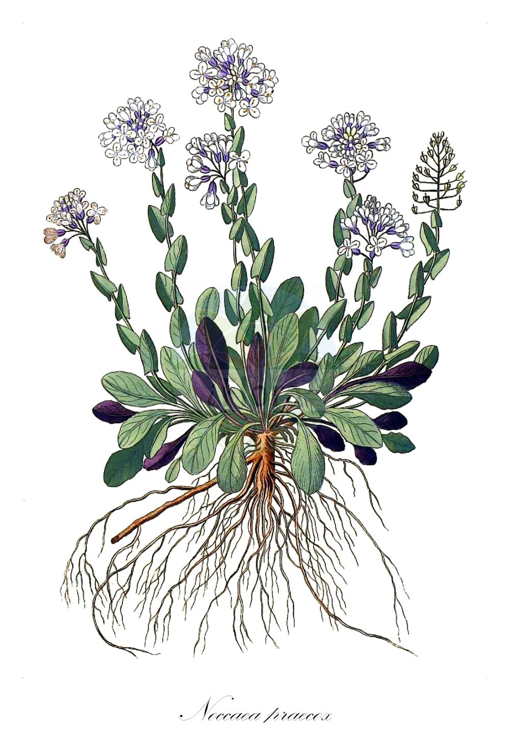 Historische Abbildung von Noccaea praecox. Das Bild zeigt Blatt, Bluete, Frucht und Same. ---- Historical Drawing of Noccaea praecox. The image is showing leaf, flower, fruit and seed.(Noccaea praecox,Noccaea praecox,Thlaspi praecox,Noccaea,Hellerkraut,Brassicaceae,Kreuzblütler,Cabbage family,Blatt,Bluete,Frucht,Same,leaf,flower,fruit,seed)