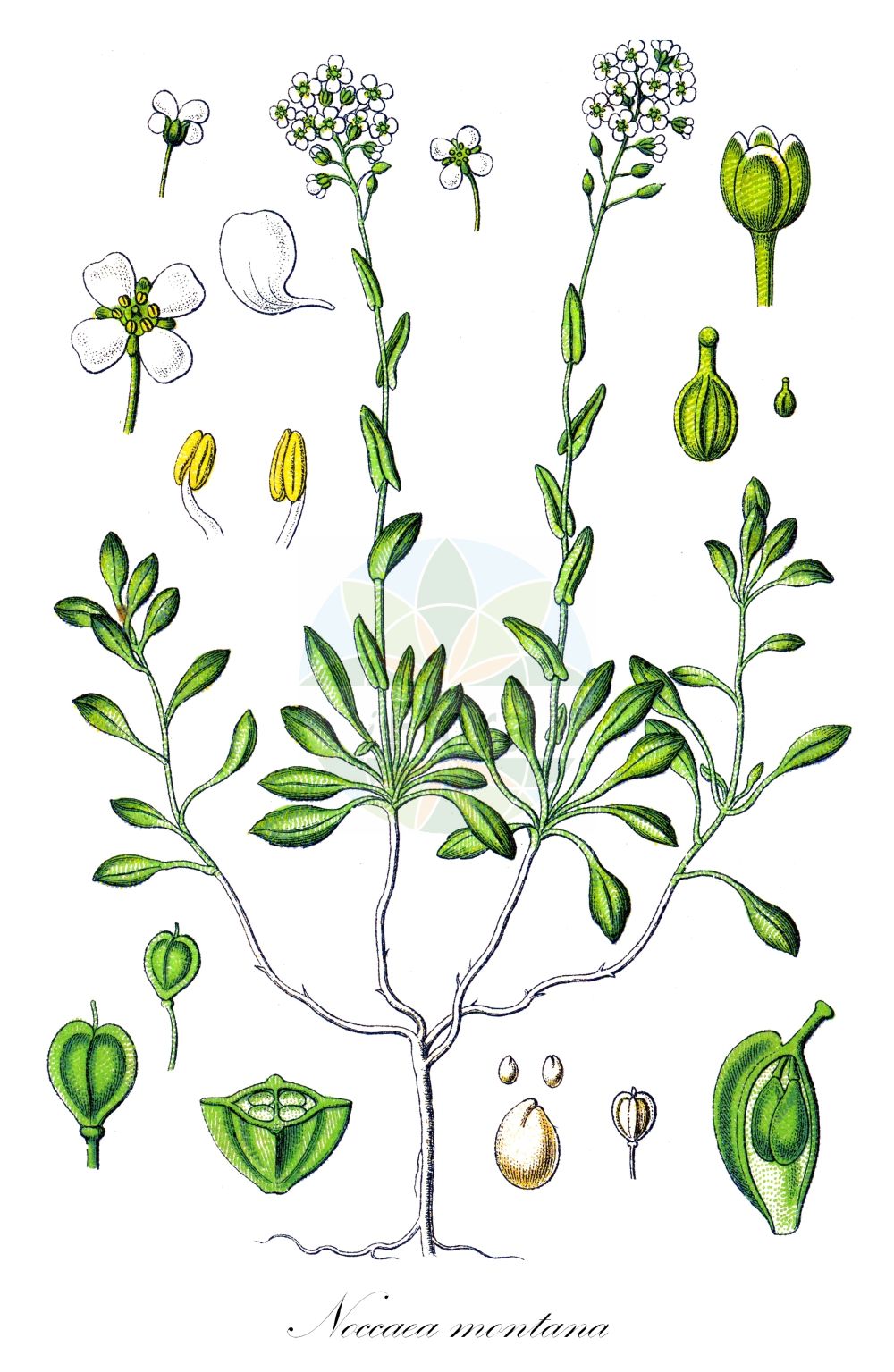Historische Abbildung von Noccaea montana (Berg-Hellerkraut - Alpine Penny-cress). Das Bild zeigt Blatt, Bluete, Frucht und Same. ---- Historical Drawing of Noccaea montana (Berg-Hellerkraut - Alpine Penny-cress). The image is showing leaf, flower, fruit and seed.(Noccaea montana,Berg-Hellerkraut,Alpine Penny-cress,Crucifera montana,Noccaea montana,Thlaspi lotharingum,Berg-Hellerkraut,Alpine Penny-cress,Mountain Pennycress,Wild Candytuft,Noccaea,Hellerkraut,Brassicaceae,Kreuzblütler,Cabbage family,Blatt,Bluete,Frucht,Same,leaf,flower,fruit,seed,Sturm (1796f))