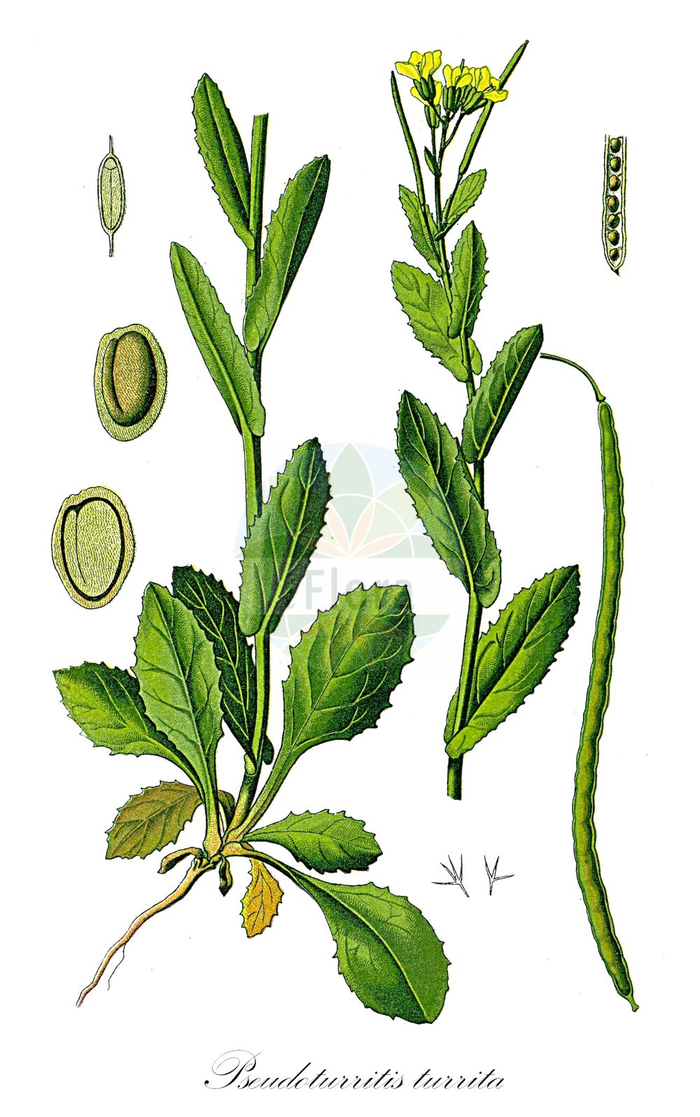 Historische Abbildung von Pseudoturritis turrita (Turm-Gänsekresse - Tower Cress). Das Bild zeigt Blatt, Bluete, Frucht und Same. ---- Historical Drawing of Pseudoturritis turrita (Turm-Gänsekresse - Tower Cress). The image is showing leaf, flower, fruit and seed.(Pseudoturritis turrita,Turm-Gänsekresse,Tower Cress,Arabis turrita,Pseudoturritis turrita,Turm-Gaensekresse,Bogenfrucht-Gaensekresse,Tower Cress,Tower Rockcress,Pseudoturritis,Turmkraut,Tower Cress,Brassicaceae,Kreuzblütler,Cabbage family,Blatt,Bluete,Frucht,Same,leaf,flower,fruit,seed,Thomé (1885))