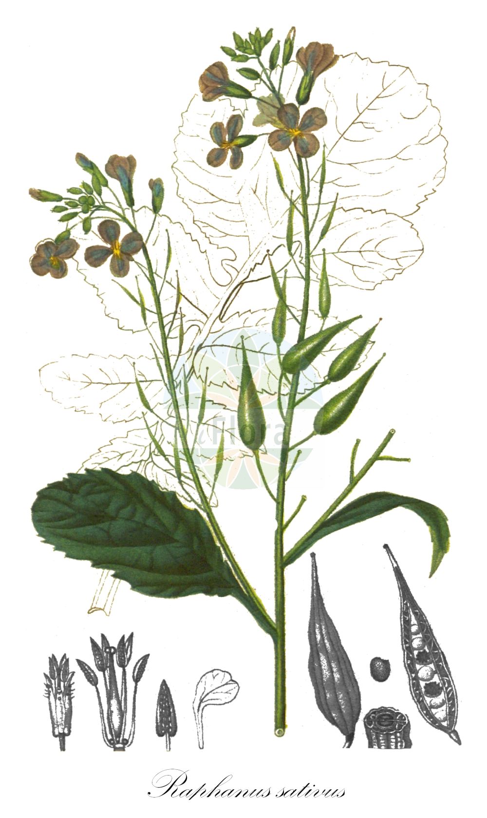Historische Abbildung von Raphanus sativus (Garten-Rettich - Garden Radish). Das Bild zeigt Blatt, Bluete, Frucht und Same. ---- Historical Drawing of Raphanus sativus (Garten-Rettich - Garden Radish). The image is showing leaf, flower, fruit and seed.(Raphanus sativus,Garten-Rettich,Garden Radish,Raphanistrum gayanum,Raphanus niger,Raphanus rotundus,Raphanus sativus,Raphanus sativus subsp. niger,Garten-Rettich,Gartenrettich,Ölrettich,Radieschen,Garden Radish,Cultivated Radish,Radish,Small Radish,Raphanus,Hederich,Radish,Brassicaceae,Kreuzblütler,Cabbage family,Blatt,Bluete,Frucht,Same,leaf,flower,fruit,seed,Chaumeton (1814f))