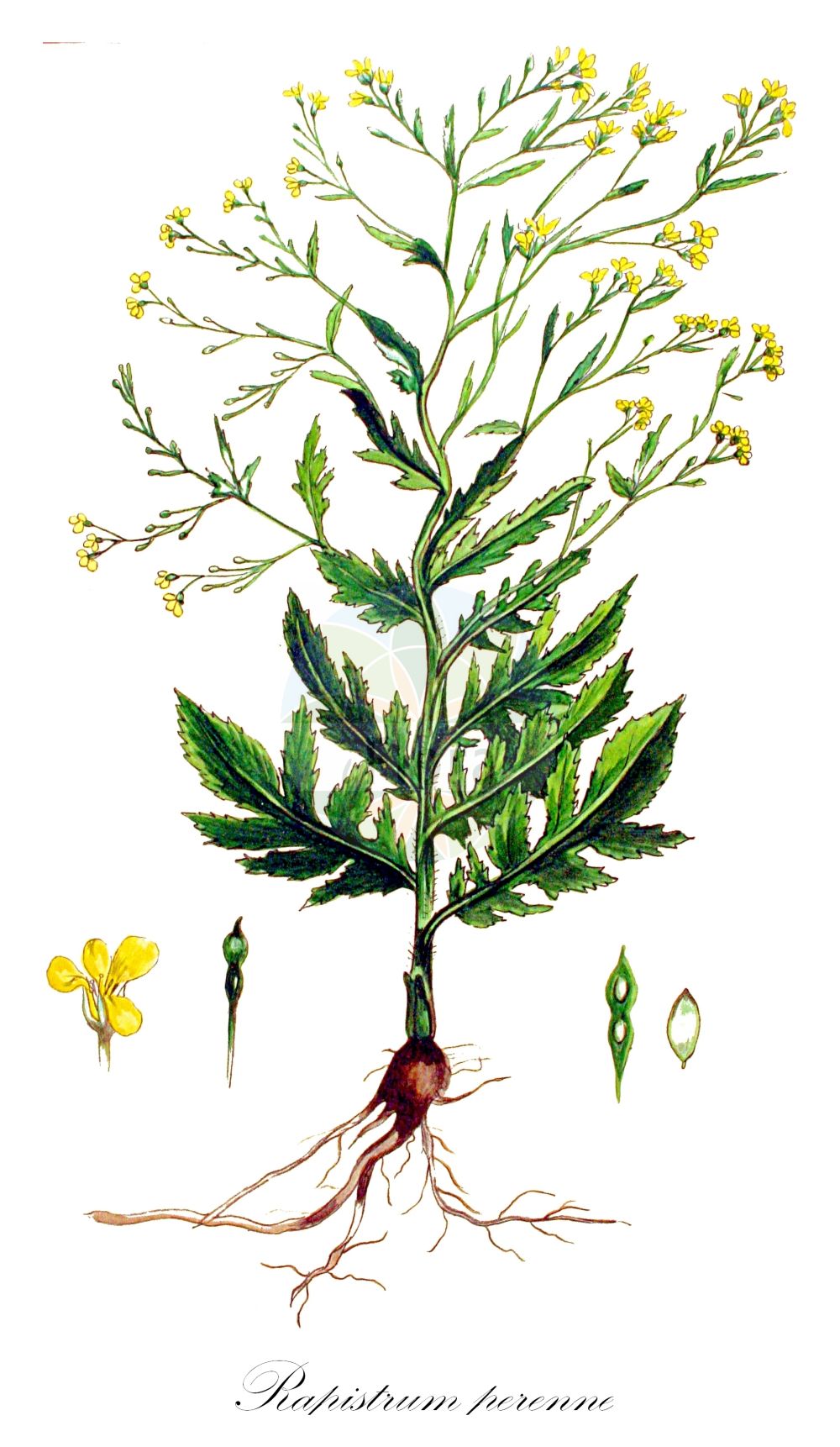 Historische Abbildung von Rapistrum perenne (Ausdauernder Rapsdotter - Steppe Cabbage). Das Bild zeigt Blatt, Bluete, Frucht und Same. ---- Historical Drawing of Rapistrum perenne (Ausdauernder Rapsdotter - Steppe Cabbage). The image is showing leaf, flower, fruit and seed.(Rapistrum perenne,Ausdauernder Rapsdotter,Steppe Cabbage,Myagrum perenne,Rapistrum diffusum,Rapistrum perenne,Ausdauernder Rapsdotter,Stauden-Windsbock,Steppe Cabbage,Perennial Bastard Cabbage,Steppe Bastard Cabbage,Rapistrum,Rapsdotter,Bastardcabbage,Brassicaceae,Kreuzblütler,Cabbage family,Blatt,Bluete,Frucht,Same,leaf,flower,fruit,seed,Kops (1800-1934))