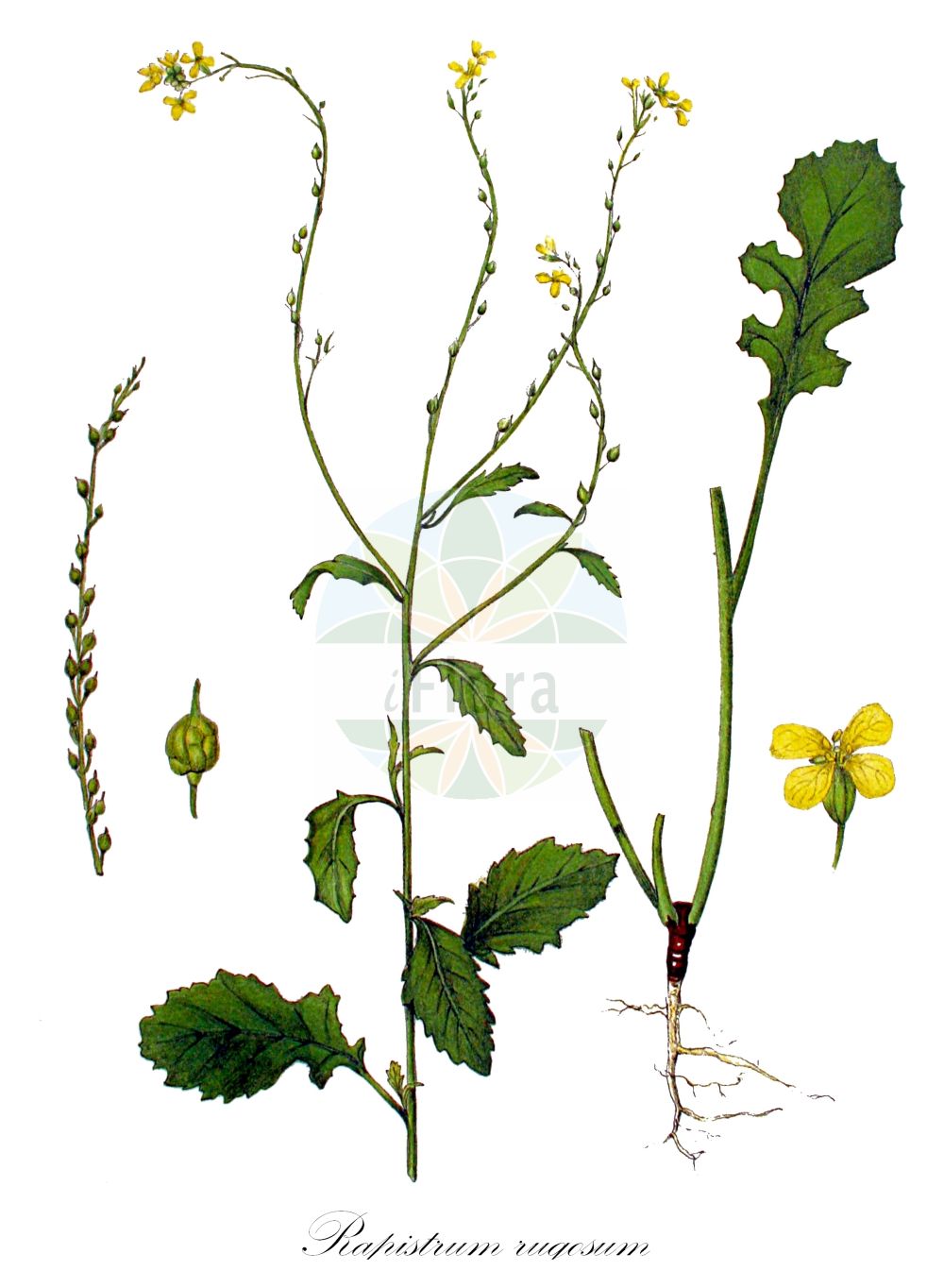 Historische Abbildung von Rapistrum rugosum (Runzeliger Rapsdotter - Bastard Cabbage). Das Bild zeigt Blatt, Bluete, Frucht und Same. ---- Historical Drawing of Rapistrum rugosum (Runzeliger Rapsdotter - Bastard Cabbage). The image is showing leaf, flower, fruit and seed.(Rapistrum rugosum,Runzeliger Rapsdotter,Bastard Cabbage,Myagrum orientale,Myagrum rugosum,Myagrum venosum,Rapistrum clavatum,Rapistrum confusum,Rapistrum conoideum,Rapistrum hirsutum,Rapistrum hirtum,Rapistrum hispanicum,Rapistrum hispidum,Rapistrum linnaeanum,Rapistrum microcarpum,Rapistrum orientale,Rapistrum rugosum,Rapistrum rugosum (L.) All.,Rapistrum strictissimum,Runzeliger Rapsdotter,Runzliger Windsbock,Bastard Cabbage,Annual Bastardcabbage,Turnip Weed,Rapistrum,Rapsdotter,Bastardcabbage,Brassicaceae,Kreuzblütler,Cabbage family,Blatt,Bluete,Frucht,Same,leaf,flower,fruit,seed,Kops (1800-1934))