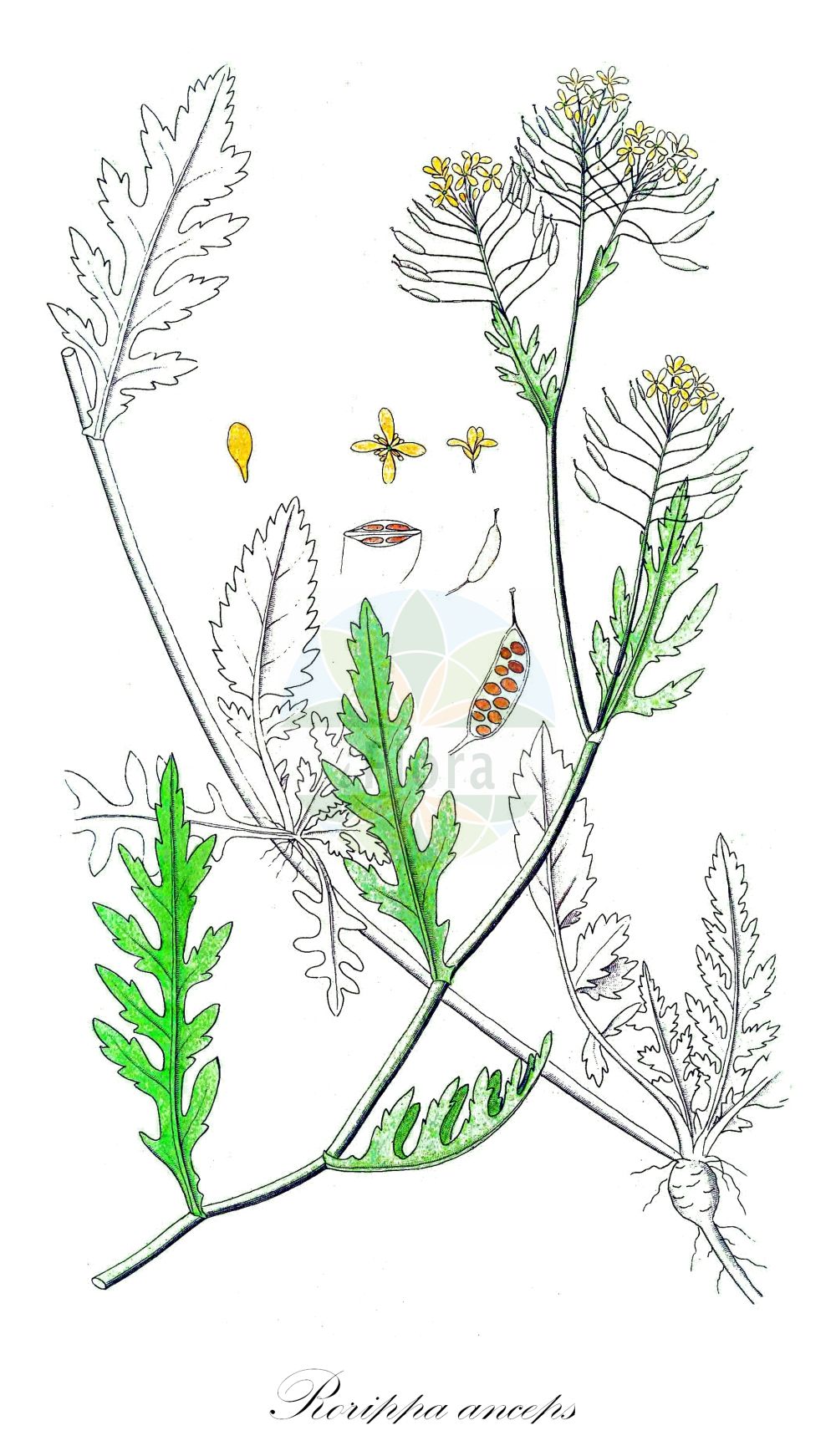 Historische Abbildung von Rorippa anceps (Niederliegende Sumpfkresse - Procumbent Yellowcress). Das Bild zeigt Blatt, Bluete, Frucht und Same. ---- Historical Drawing of Rorippa anceps (Niederliegende Sumpfkresse - Procumbent Yellowcress). The image is showing leaf, flower, fruit and seed.(Rorippa anceps,Niederliegende Sumpfkresse,Procumbent Yellowcress,Rorippa anceps,Niederliegende Sumpfkresse,Zweischneidige Sumpfkresse,Procumbent Yellowcress,Rorippa,Sumpfkresse,Yellowcress,Brassicaceae,Kreuzblütler,Cabbage family,Blatt,Bluete,Frucht,Same,leaf,flower,fruit,seed,Svensk Botanik (Svensk Botanik))