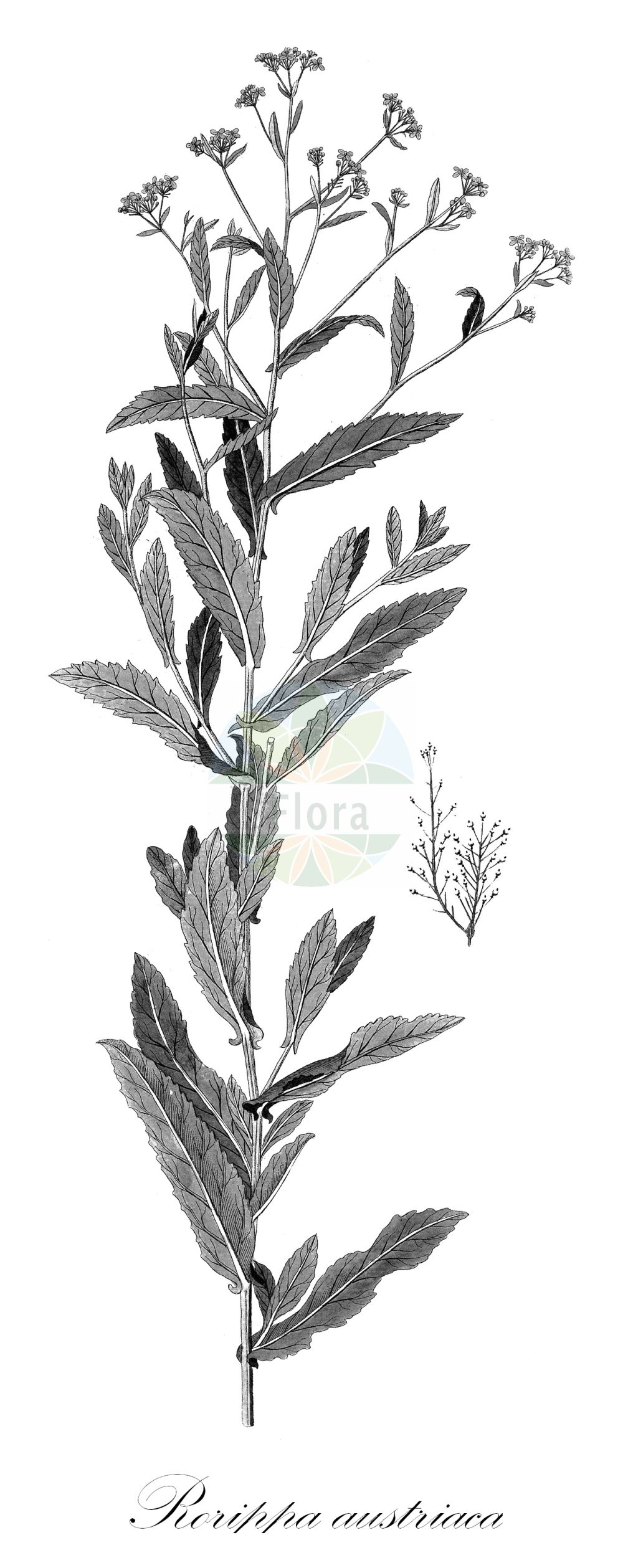 Historische Abbildung von Rorippa austriaca (Österreichische Sumpfkresse - Austrian Yellow-cress). Das Bild zeigt Blatt, Bluete, Frucht und Same. ---- Historical Drawing of Rorippa austriaca (Österreichische Sumpfkresse - Austrian Yellow-cress). The image is showing leaf, flower, fruit and seed.(Rorippa austriaca,Österreichische Sumpfkresse,Austrian Yellow-cress,Leiolobium austriacum,Nasturtium austriacum,Rorippa austriaca,Österreichische Sumpfkresse,Austrian Yellow-cress,Austrian Fieldcress,Rorippa,Sumpfkresse,Yellowcress,Brassicaceae,Kreuzblütler,Cabbage family,Blatt,Bluete,Frucht,Same,leaf,flower,fruit,seed)