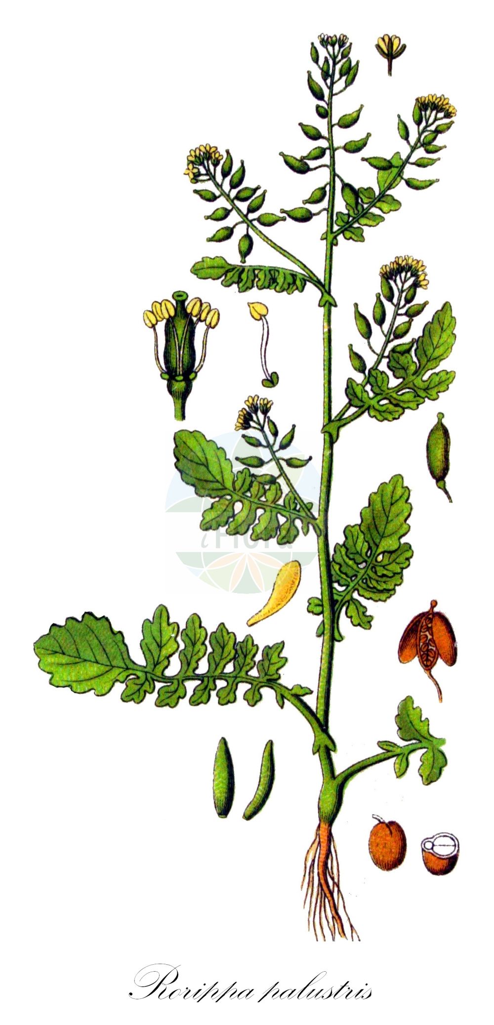 Historische Abbildung von Rorippa palustris (Gewöhnliche Sumpfkresse - Marsh Yellow-cress). Das Bild zeigt Blatt, Bluete, Frucht und Same. ---- Historical Drawing of Rorippa palustris (Gewöhnliche Sumpfkresse - Marsh Yellow-cress). The image is showing leaf, flower, fruit and seed.(Rorippa palustris,Gewöhnliche Sumpfkresse,Marsh Yellow-cress,Nasturtium palustre,Rorippa palustris,Rorippa palustris (L.) Besser,Sisymbrium amphibium var. palustre,Gewoehnliche Sumpfkresse,Marsh Yellow-cress,Bog Yellowcress,Northern Marshcress,Northern Yellowcress,Rorippa,Sumpfkresse,Yellowcress,Brassicaceae,Kreuzblütler,Cabbage family,Blatt,Bluete,Frucht,Same,leaf,flower,fruit,seed,Sturm (1796f))