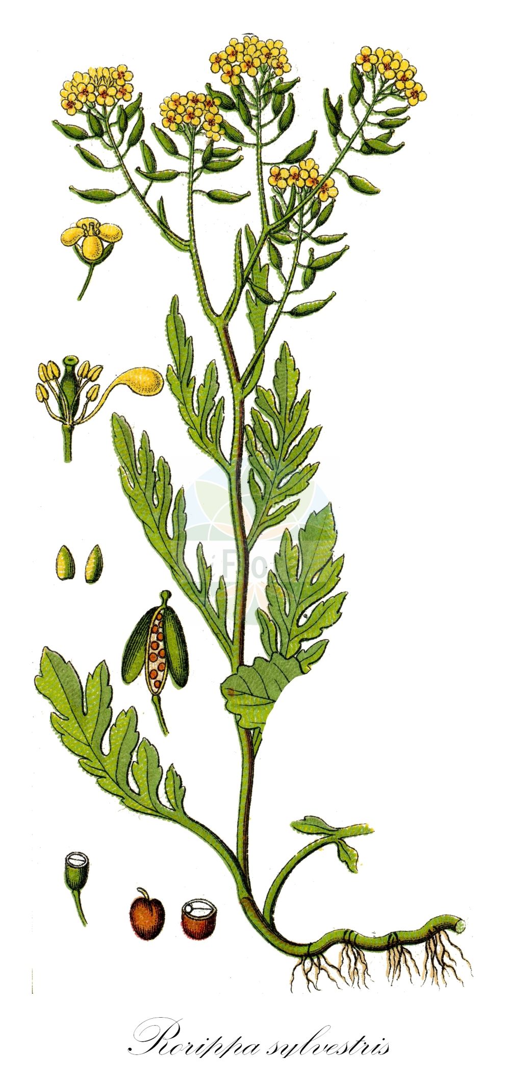 Historische Abbildung von Rorippa sylvestris (Wilde Sumpfkresse - Creeping Yellow-cress). Das Bild zeigt Blatt, Bluete, Frucht und Same. ---- Historical Drawing of Rorippa sylvestris (Wilde Sumpfkresse - Creeping Yellow-cress). The image is showing leaf, flower, fruit and seed.(Rorippa sylvestris,Wilde Sumpfkresse,Creeping Yellow-cress,Nasturtium rivulare,Nasturtium sylvestre,Radicula sylvestris,Rorippa rivularis,Rorippa sylvestris,Sisymbrium sylvestre,Wilde Sumpfkresse,Creeping Yellow-cress,Keek,Yellow Fieldcress,Rorippa,Sumpfkresse,Yellowcress,Brassicaceae,Kreuzblütler,Cabbage family,Blatt,Bluete,Frucht,Same,leaf,flower,fruit,seed,Sturm (1796f))
