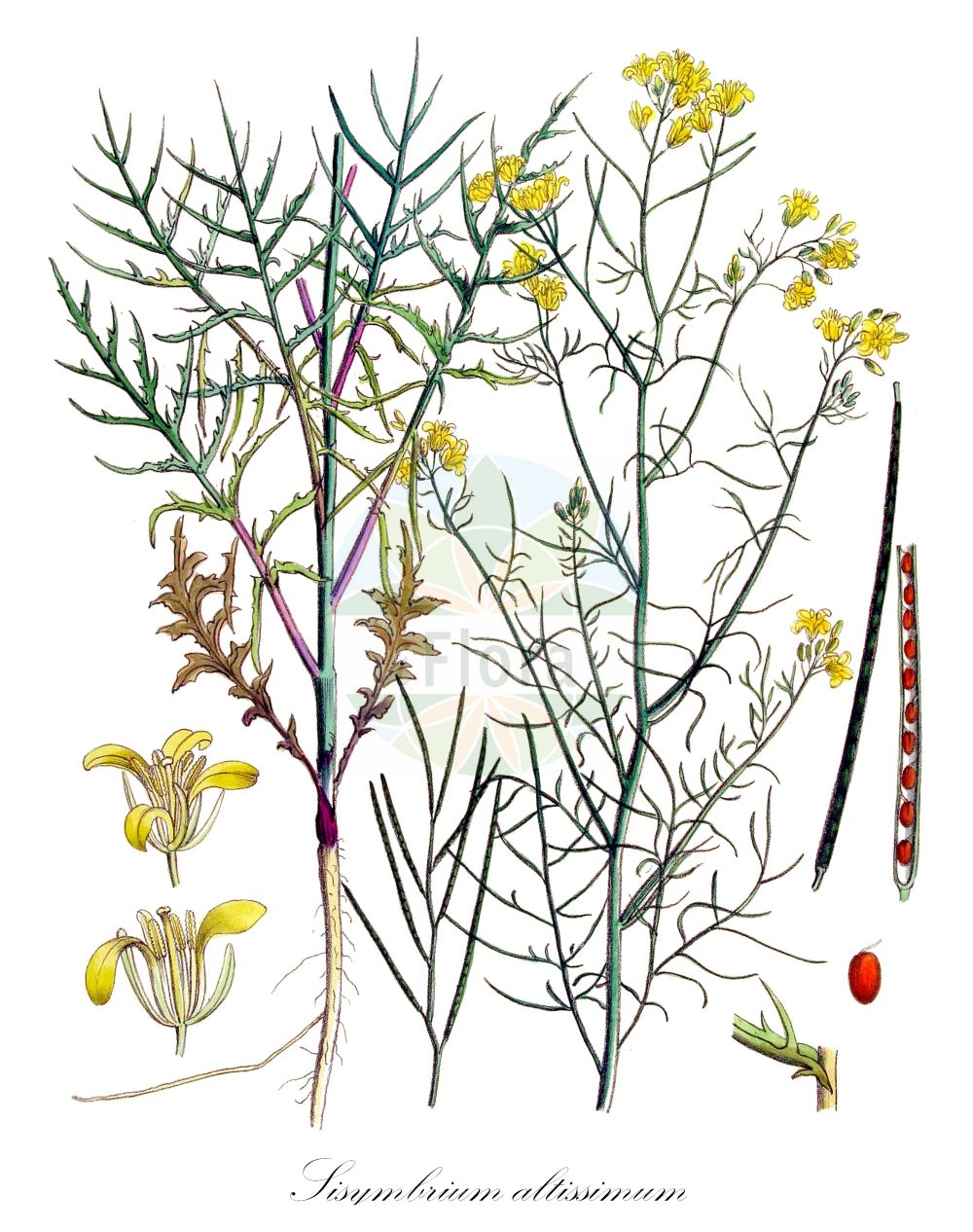 Historische Abbildung von Sisymbrium altissimum (Ungarische Rauke - Tall Rocket). Das Bild zeigt Blatt, Bluete, Frucht und Same. ---- Historical Drawing of Sisymbrium altissimum (Ungarische Rauke - Tall Rocket). The image is showing leaf, flower, fruit and seed.(Sisymbrium altissimum,Ungarische Rauke,Tall Rocket,Sisymbrium altissimum,Sisymbrium pannonicum,Sisymbrium sinapistrum,Ungarische Rauke,Riesen-Rauke,Tall Rocket,Jim Hill Mustard,Tall Tumblemustard,Tumble Mustard,Sisymbrium,Rauke,Hedgemustard,Brassicaceae,Kreuzblütler,Cabbage family,Blatt,Bluete,Frucht,Same,leaf,flower,fruit,seed,Kops (1800-1934))