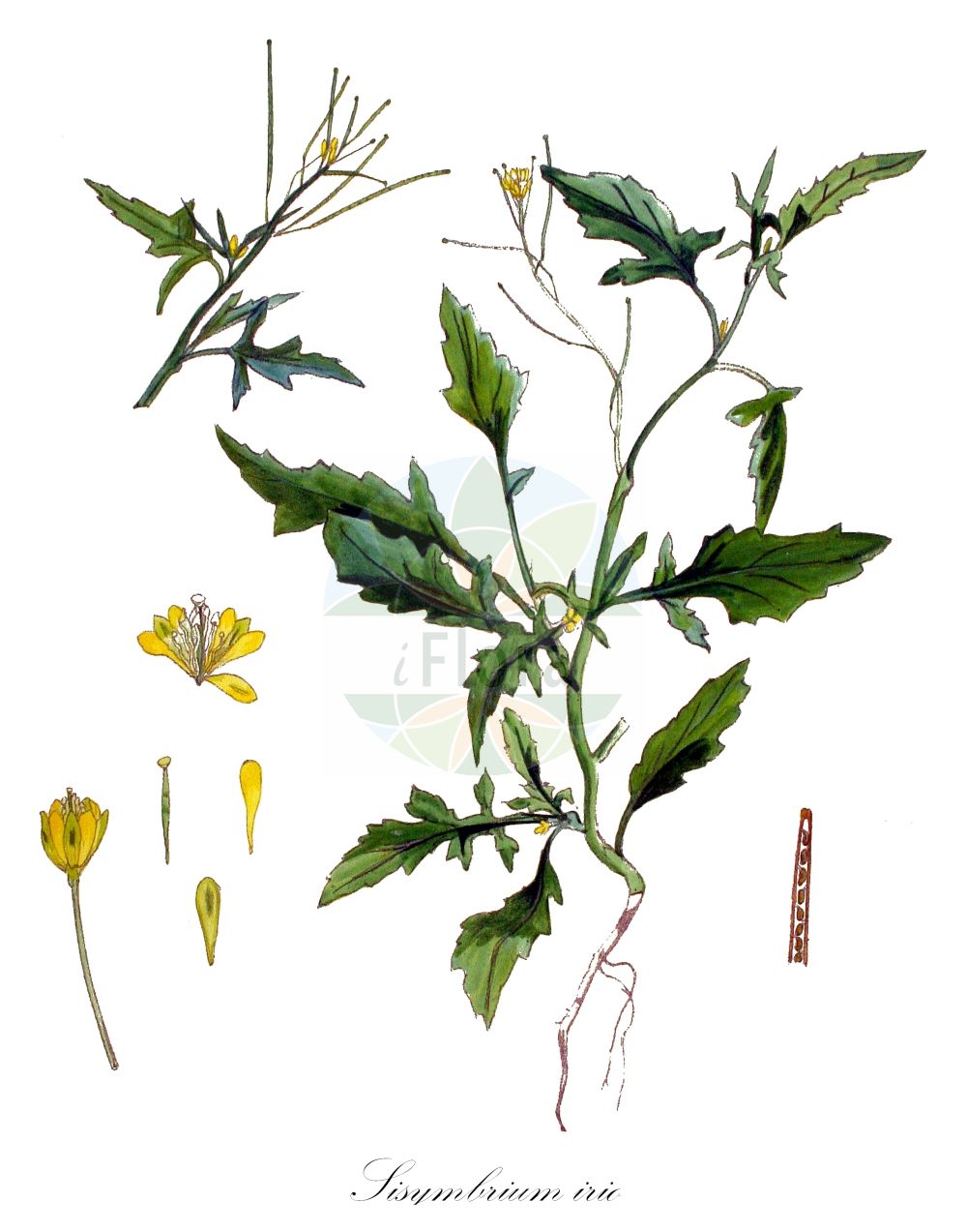 Historische Abbildung von Sisymbrium irio (Glanz-Rauke - London-rocket). Das Bild zeigt Blatt, Bluete, Frucht und Same. ---- Historical Drawing of Sisymbrium irio (Glanz-Rauke - London-rocket). The image is showing leaf, flower, fruit and seed.(Sisymbrium irio,Glanz-Rauke,London-rocket,Sisymbrium irio,Glanz-Rauke,London-rocket,Sisymbrium,Rauke,Hedgemustard,Brassicaceae,Kreuzblütler,Cabbage family,Blatt,Bluete,Frucht,Same,leaf,flower,fruit,seed,Kops (1800-1934))