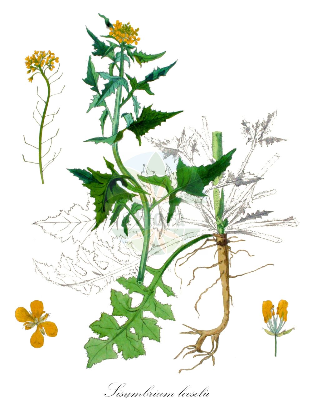 Historische Abbildung von Sisymbrium loeselii (Loesels Rauke - False London-rocket). Das Bild zeigt Blatt, Bluete, Frucht und Same. ---- Historical Drawing of Sisymbrium loeselii (Loesels Rauke - False London-rocket). The image is showing leaf, flower, fruit and seed.(Sisymbrium loeselii,Loesels Rauke,False London-rocket,Sisymbrium loeselii,Loesels Rauke,False London-rocket,Small Tumbleweed Mustard,Loesel Tumble Mustard,Tall Hedge Mustard,Sisymbrium,Rauke,Hedgemustard,Brassicaceae,Kreuzblütler,Cabbage family,Blatt,Bluete,Frucht,Same,leaf,flower,fruit,seed,Kops (1800-1934))