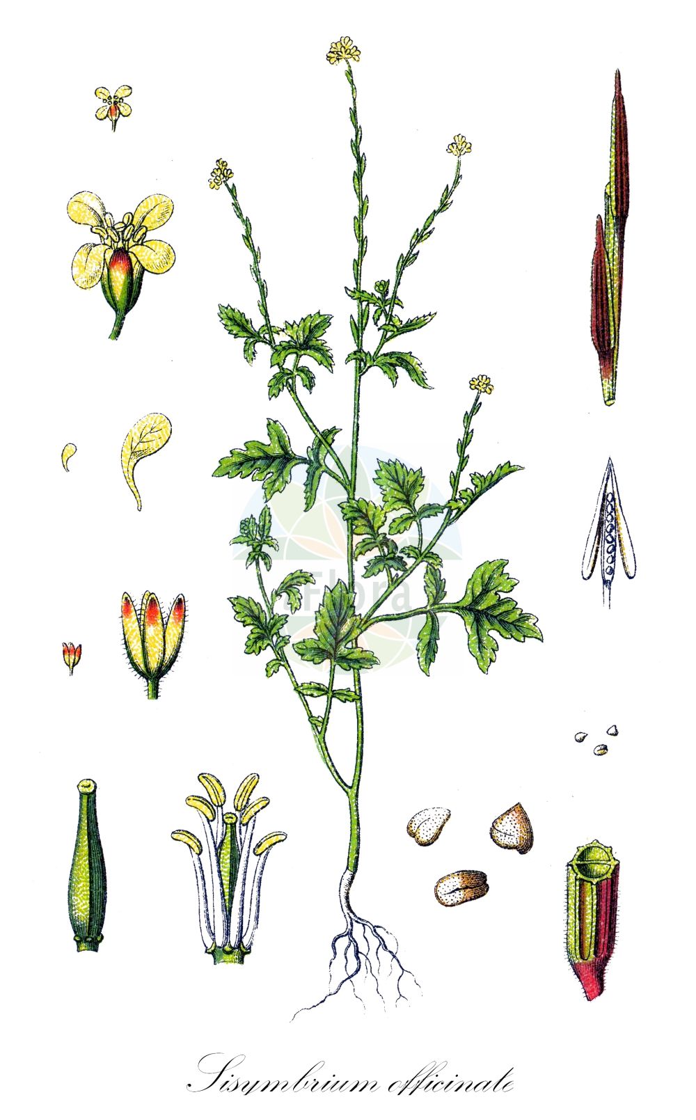Historische Abbildung von Sisymbrium officinale (Weg-Rauke - Hedge Mustard). Das Bild zeigt Blatt, Bluete, Frucht und Same. ---- Historical Drawing of Sisymbrium officinale (Weg-Rauke - Hedge Mustard). The image is showing leaf, flower, fruit and seed.(Sisymbrium officinale,Weg-Rauke,Hedge Mustard,Chamaeplium officinale,Erysimum officinale,Sisymbrium officinale,Sisymbrium officinale (L.) Scop.,Sisymbrium officinale var. leiocarpum,Weg-Rauke,Schotendotterkraut,Hedge Mustard,Sisymbrium,Rauke,Hedgemustard,Brassicaceae,Kreuzblütler,Cabbage family,Blatt,Bluete,Frucht,Same,leaf,flower,fruit,seed,Sturm (1796f))