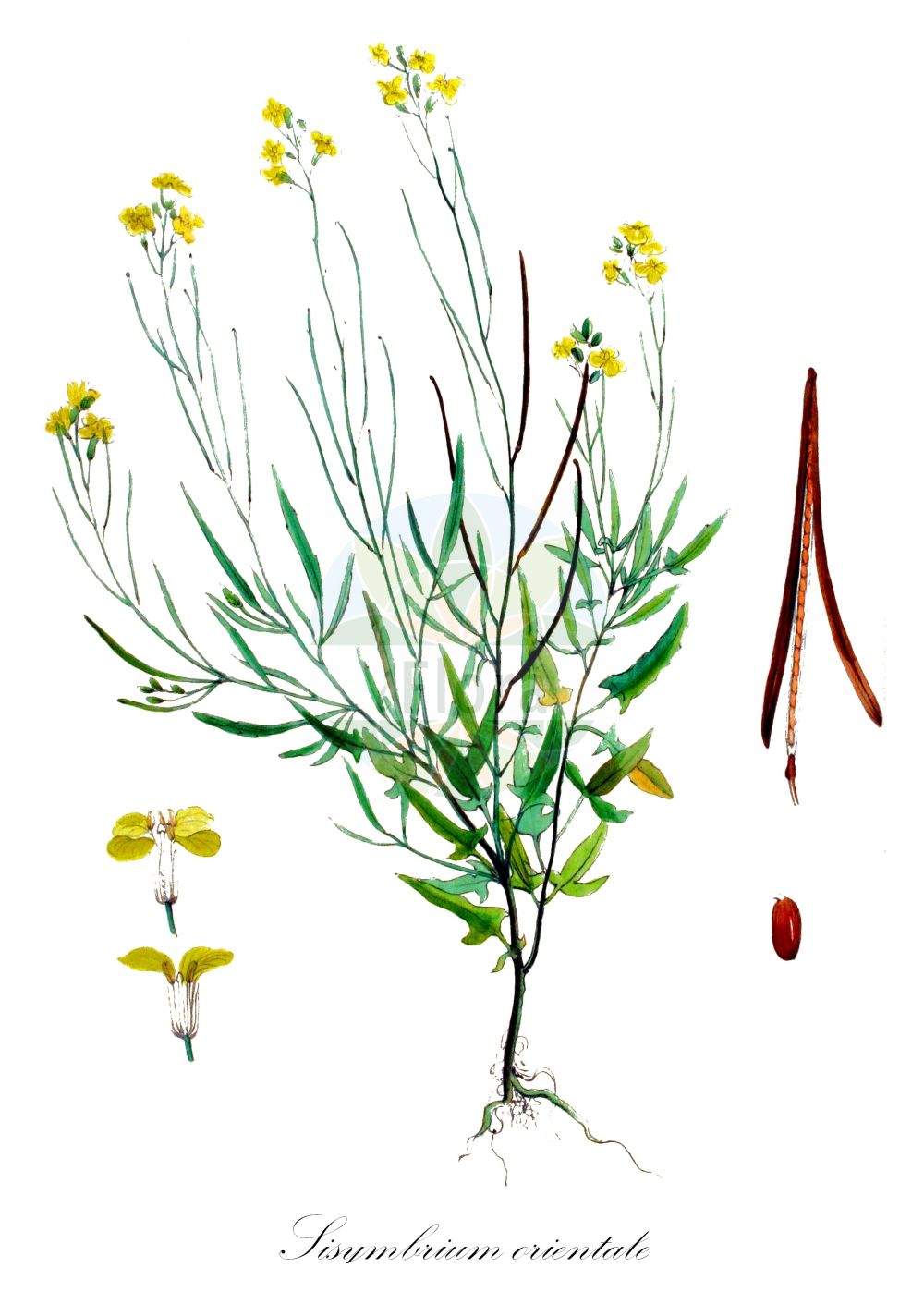 Historische Abbildung von Sisymbrium orientale (Orientalische Rauke - Eastern Rocket). Das Bild zeigt Blatt, Bluete, Frucht und Same. ---- Historical Drawing of Sisymbrium orientale (Orientalische Rauke - Eastern Rocket). The image is showing leaf, flower, fruit and seed.(Sisymbrium orientale,Orientalische Rauke,Eastern Rocket,Brassica subhastata,Sisymbrium columnae,Sisymbrium costei,Sisymbrium longesiliquosum,Sisymbrium orientale,Sisymbrium orientale L. subsp.,Sisymbrium subhastatum,Orientalische Rauke,Eastern Rocket,Indian Hedge Mustard,Oriental Mustard,Sisymbrium,Rauke,Hedgemustard,Brassicaceae,Kreuzblütler,Cabbage family,Blatt,Bluete,Frucht,Same,leaf,flower,fruit,seed,Kops (1800-1934))