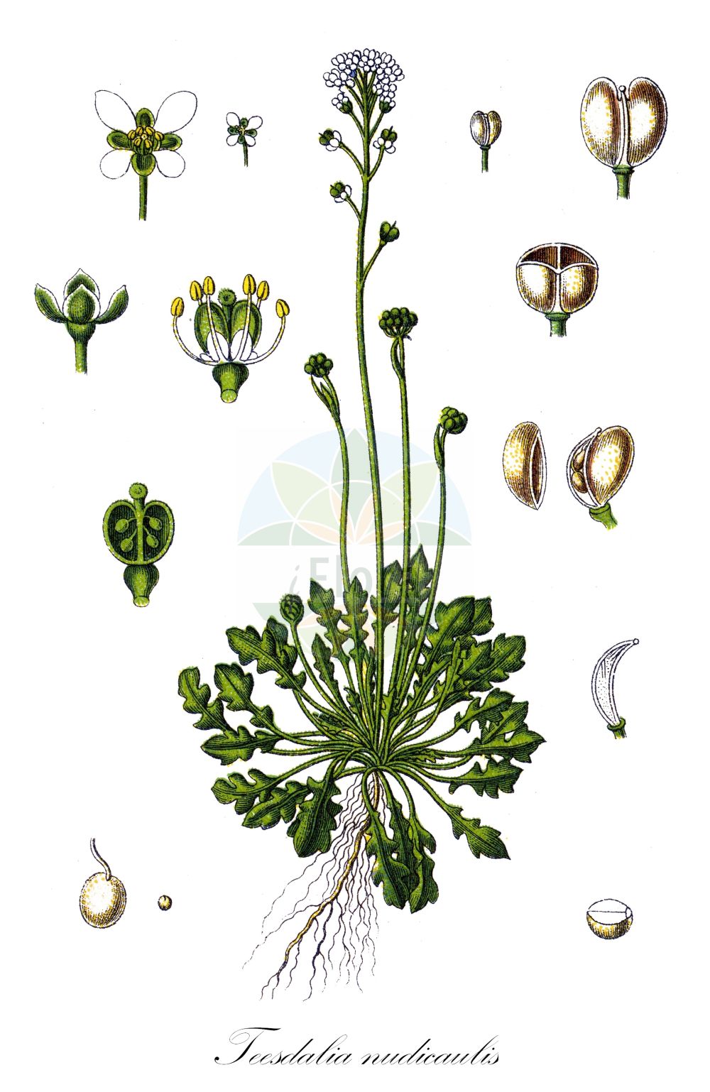 Historische Abbildung von Teesdalia nudicaulis (Nacktstängeliger Bauernsenf - Shepherd's Cress). Das Bild zeigt Blatt, Bluete, Frucht und Same. ---- Historical Drawing of Teesdalia nudicaulis (Nacktstängeliger Bauernsenf - Shepherd's Cress). The image is showing leaf, flower, fruit and seed.(Teesdalia nudicaulis,Nacktstängeliger Bauernsenf,Shepherd's Cress,Iberis nudicaulis,Teesdalia nudicaulis,Teesdalia nudicaulis (L.) R.,Nacktstaengeliger Bauernsenf,Bauernsenf,Kahler Bauernsenf,Rahle,Teesdalie,Shepherd's Cress,Barestem Teesdalia,Teesdalia,Bauernsenf,Brassicaceae,Kreuzblütler,Cabbage family,Blatt,Bluete,Frucht,Same,leaf,flower,fruit,seed,Sturm (1796f))