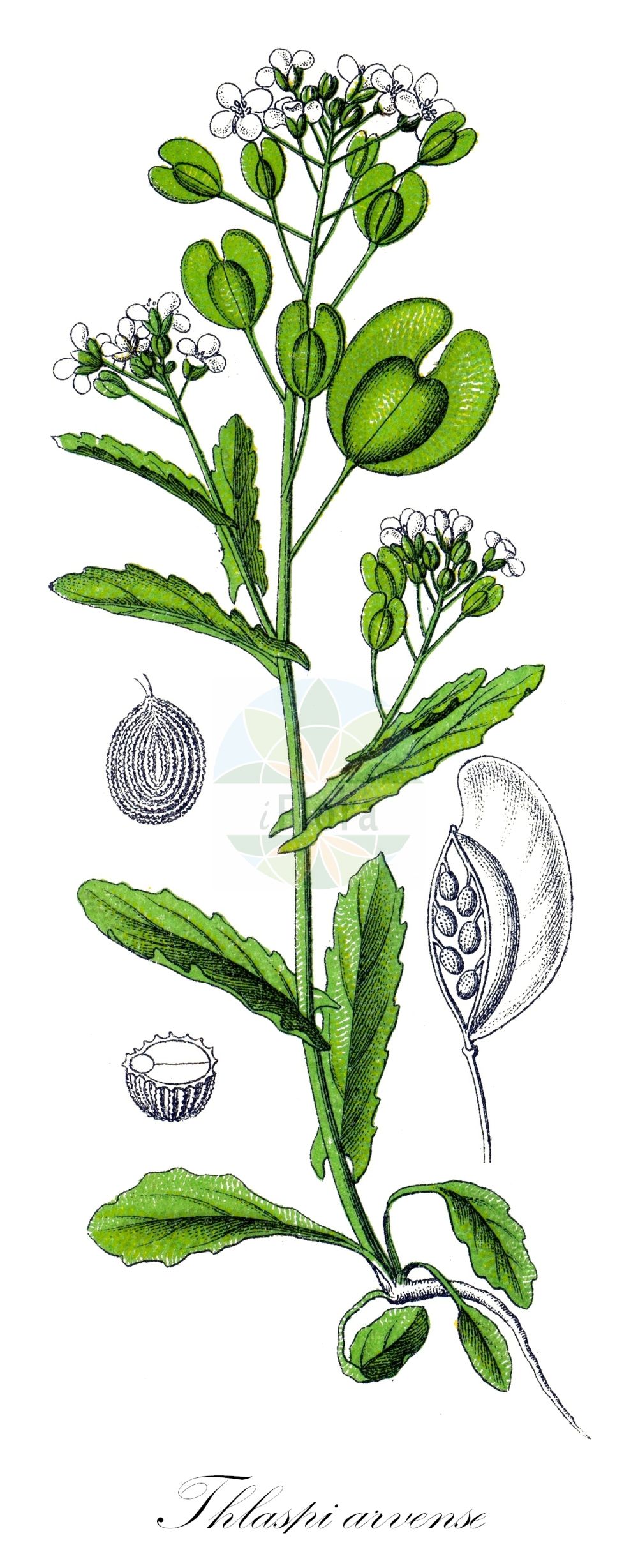 Historische Abbildung von Thlaspi arvense (Acker-Hellerkraut - Field Penny-cress). Das Bild zeigt Blatt, Bluete, Frucht und Same. ---- Historical Drawing of Thlaspi arvense (Acker-Hellerkraut - Field Penny-cress). The image is showing leaf, flower, fruit and seed.(Thlaspi arvense,Acker-Hellerkraut,Field Penny-cress,Thlaspi arvense,Thlaspi arvense L. subsp.,Acker-Hellerkraut,Field Penny-cress,Fanweed,French Weed,Thlaspi,Hellerkraut,Pennycress,Brassicaceae,Kreuzblütler,Cabbage family,Blatt,Bluete,Frucht,Same,leaf,flower,fruit,seed,Sturm (1796f))