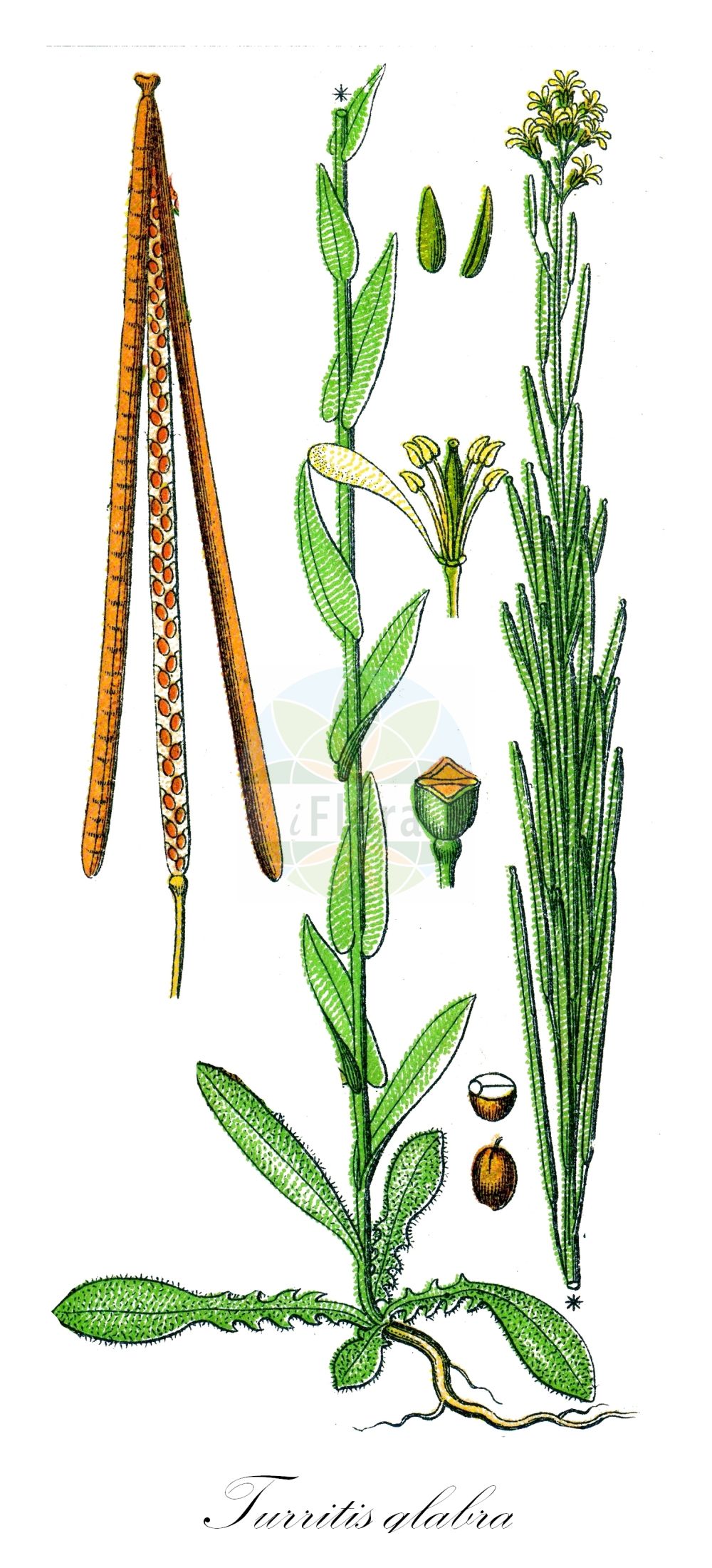 Historische Abbildung von Turritis glabra (Kahle Gänsekresse - Tower Mustard). Das Bild zeigt Blatt, Bluete, Frucht und Same. ---- Historical Drawing of Turritis glabra (Kahle Gänsekresse - Tower Mustard). The image is showing leaf, flower, fruit and seed.(Turritis glabra,Kahle Gänsekresse,Tower Mustard,Arabis crepidipoda,Arabis glabra,Arabis perfoliata,Arabis pseudoturritis,Turritis glabra,Turritis pseudoturritis,Kahle Gaensekresse,Turmkraut,Tower Mustard,Glabrous Tower Cress,Garden Arabis,Tower Rockcress,Turritis,Turmkraut,Brassicaceae,Kreuzblütler,Cabbage family,Blatt,Bluete,Frucht,Same,leaf,flower,fruit,seed,Sturm (1796f))