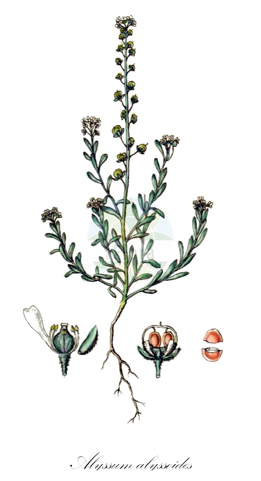 Historische Abbildung von Alyssum alyssoides (Kelch-Steinkraut - Small Alison). Das Bild zeigt Blatt, Bluete, Frucht und Same. ---- Historical Drawing of Alyssum alyssoides (Kelch-Steinkraut - Small Alison). The image is showing leaf, flower, fruit and seed.(Alyssum alyssoides,Kelch-Steinkraut,Small Alison,Adyseton alyssoides,Alyssum alsinifolium,Alyssum alyssoides,Alyssum arvaticum,Alyssum calycinum,Alyssum campestre,Alyssum conglobatum,Alyssum erraticum,Alyssum fontqueri,Alyssum micropetalum,Alyssum minus,Alyssum phymatocarpum,Alyssum polyodon,Alyssum ruderale,Alyssum sabulosum,Alyssum schlosseri,Alyssum sublineare,Alyssum vagum,Clypeola alyssoides,Clypeola campestris,Psilonema calycinum,Psilonema calycinum var. depressum,Kelch-Steinkraut,Small Alison,Pale Alison,Pale Madwort,Small Alyssum,Yellow Alyssum,Alyssum,Steinkraut,Alison,Brassicaceae,Kreuzblütler,Cabbage family,Blatt,Bluete,Frucht,Same,leaf,flower,fruit,seed,Sturm (1796f))