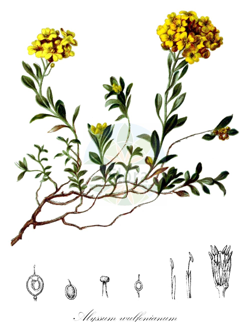 Historische Abbildung von Alyssum wulfenianum. Das Bild zeigt Blatt, Bluete, Frucht und Same. ---- Historical Drawing of Alyssum wulfenianum. The image is showing leaf, flower, fruit and seed.(Alyssum wulfenianum,Alyssum wulfenianum,Alyssum,Steinkraut,Alison,Brassicaceae,Kreuzblütler,Cabbage family,Blatt,Bluete,Frucht,Same,leaf,flower,fruit,seed,Hartinger & von Dalla Torre (1806f))