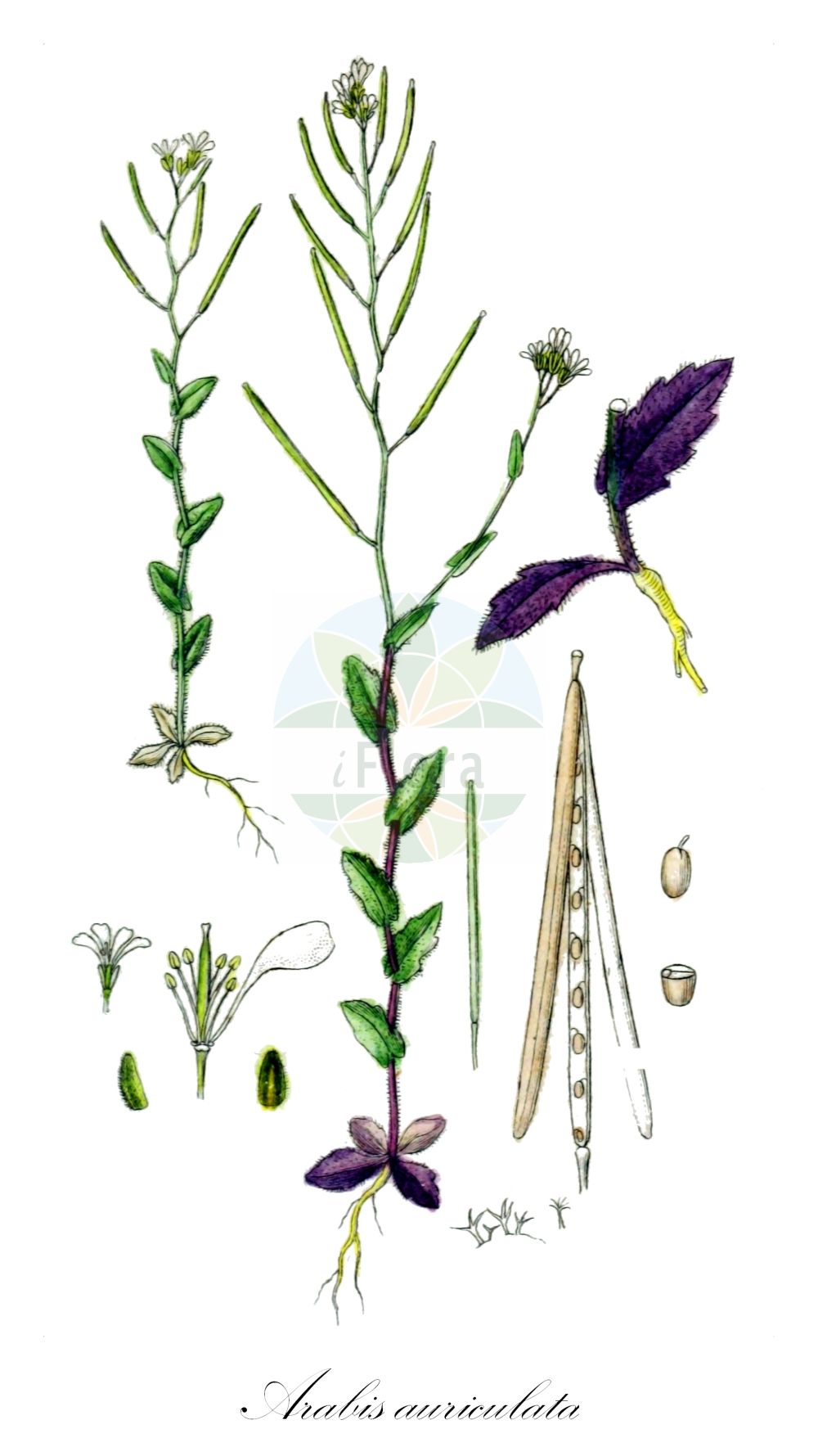 Historische Abbildung von Arabis auriculata (Öhrchen-Gänsekresse - Annual Rockcress). Das Bild zeigt Blatt, Bluete, Frucht und Same. ---- Historical Drawing of Arabis auriculata (Öhrchen-Gänsekresse - Annual Rockcress). The image is showing leaf, flower, fruit and seed.(Arabis auriculata,Öhrchen-Gänsekresse,Annual Rockcress,Arabis auriculata,Arabis cadmea,Arabis malinvaldiana,Arabis recta,Arabis sinaica,Öhrchen-Gaensekresse,Felsen-Gaensekresse,Annual Rockcress,Arabis,Gänsekresse,Rockcress,Brassicaceae,Kreuzblütler,Cabbage family,Blatt,Bluete,Frucht,Same,leaf,flower,fruit,seed,Sturm (1796f))