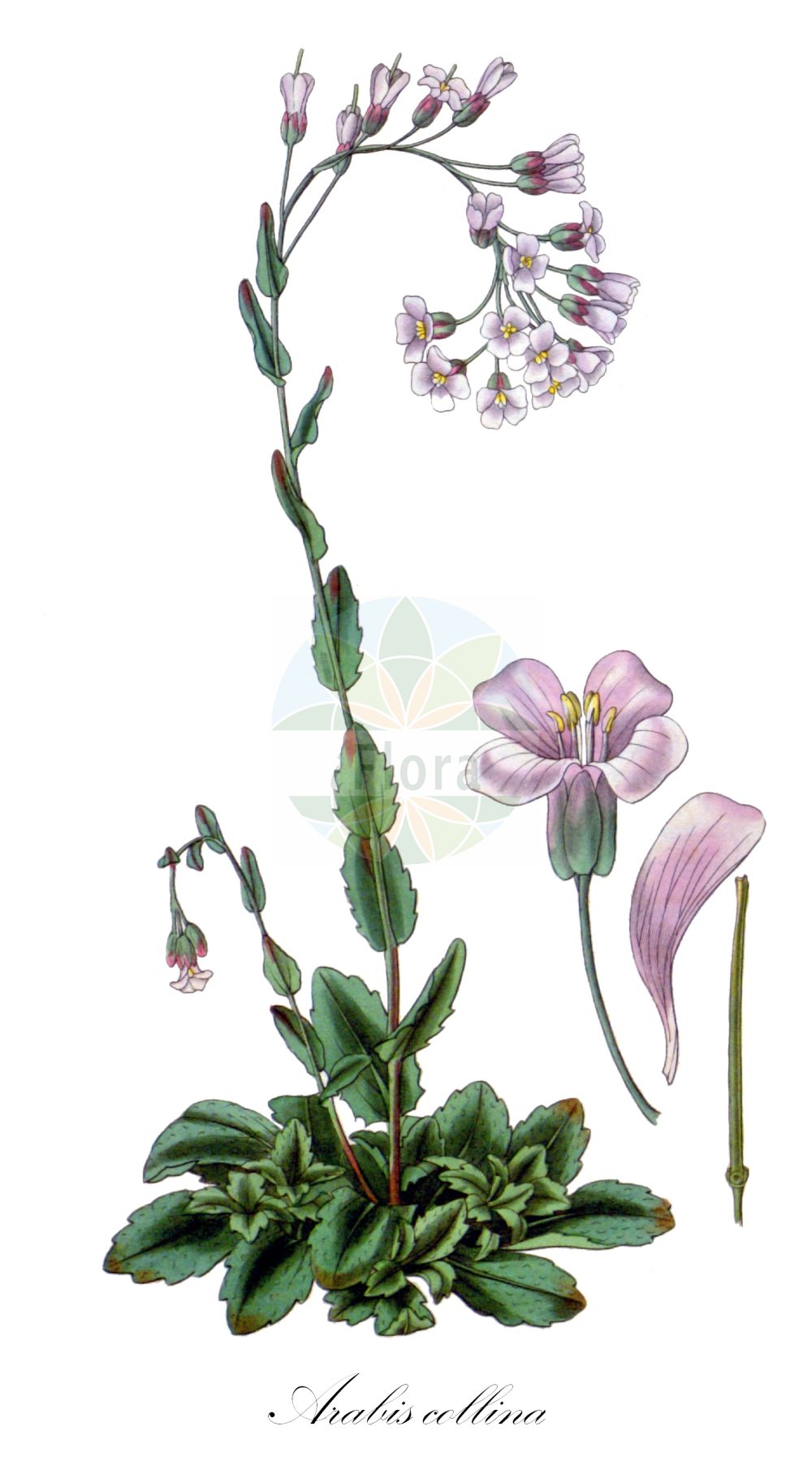 Historische Abbildung von Arabis collina (Hügel-Gänsekresse - Rosy Cress). Das Bild zeigt Blatt, Bluete, Frucht und Same. ---- Historical Drawing of Arabis collina (Hügel-Gänsekresse - Rosy Cress). The image is showing leaf, flower, fruit and seed.(Arabis collina,Hügel-Gänsekresse,Rosy Cress,Arabis collina,Arabis collina Ten. subsp.,Arabis madonia,Arabis muralis,Arabis muricola,Arabis tenella,Huegel-Gaensekresse,Rosy Cress,Arabis,Gänsekresse,Rockcress,Brassicaceae,Kreuzblütler,Cabbage family,Blatt,Bluete,Frucht,Same,leaf,flower,fruit,seed)