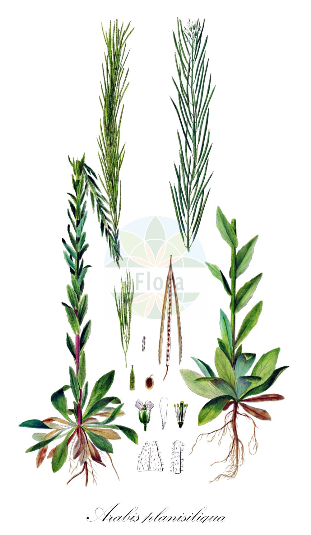 Historische Abbildung von Arabis planisiliqua (Flachschotige Gänsekresse). Das Bild zeigt Blatt, Bluete, Frucht und Same. ---- Historical Drawing of Arabis planisiliqua (Flachschotige Gänsekresse). The image is showing leaf, flower, fruit and seed.(Arabis planisiliqua,Flachschotige Gänsekresse,Arabis gerardi,Arabis lusitanica,Arabis planisiliqua,Turritis planisiliqua,Flachschotige Gaensekresse,Arabis,Gänsekresse,Rockcress,Brassicaceae,Kreuzblütler,Cabbage family,Blatt,Bluete,Frucht,Same,leaf,flower,fruit,seed,Oeder (1761-1883))