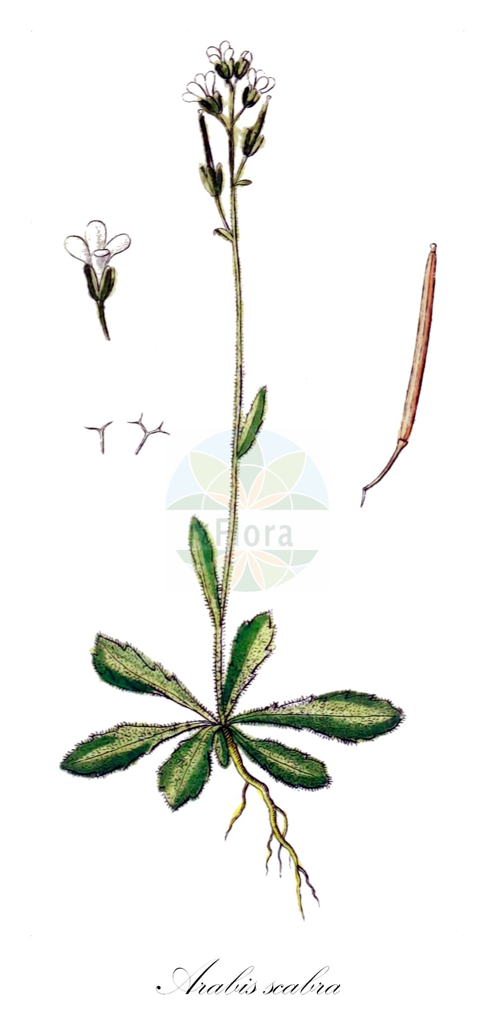 Historische Abbildung von Arabis scabra (Bristol Rock-cress). Das Bild zeigt Blatt, Bluete, Frucht und Same. ---- Historical Drawing of Arabis scabra (Bristol Rock-cress). The image is showing leaf, flower, fruit and seed.(Arabis scabra,Bristol Rock-cress,Arabis costae,Arabis scabra,Arabis stricta,Arabis,Gänsekresse,Rockcress,Brassicaceae,Kreuzblütler,Cabbage family,Blatt,Bluete,Frucht,Same,leaf,flower,fruit,seed,Sturm (1796f))