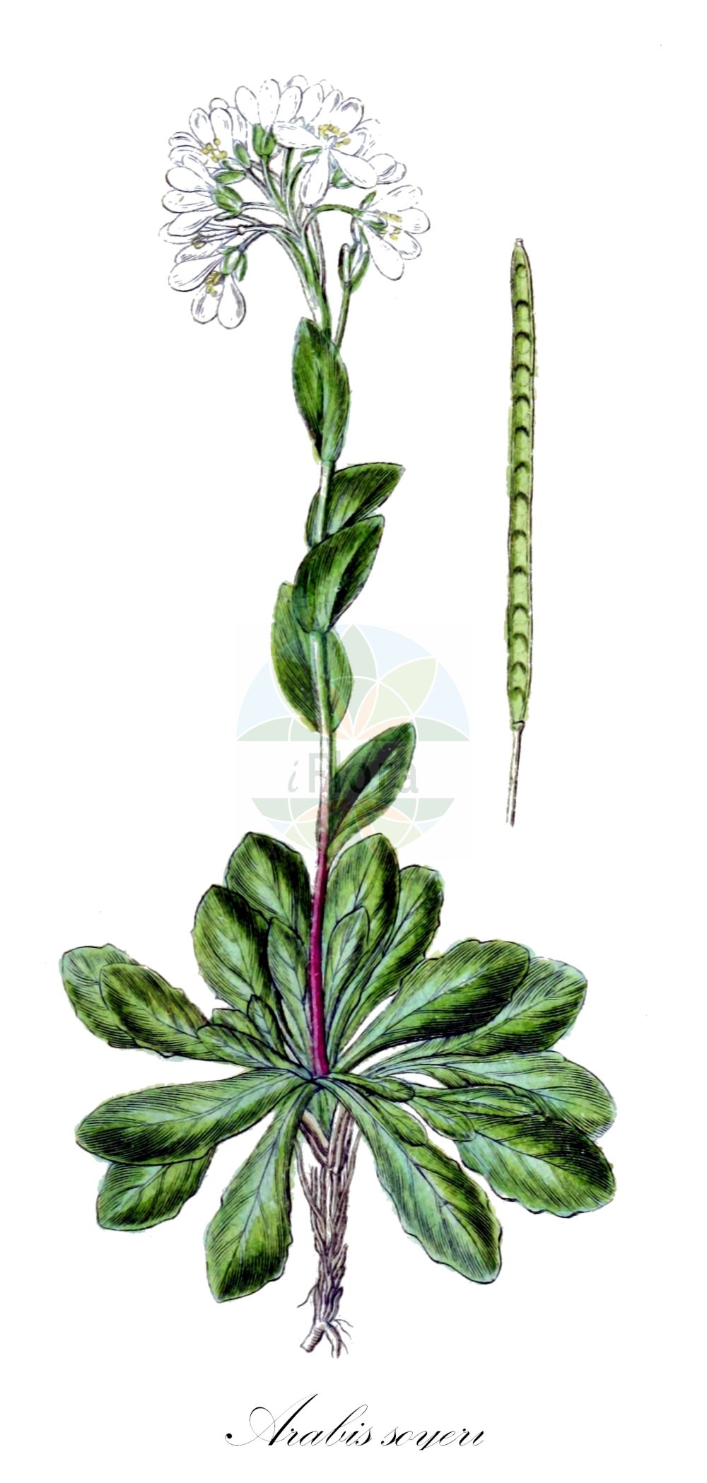 Historische Abbildung von Arabis soyeri (Glänzende Gänsekresse - Soyer's Rockcress). Das Bild zeigt Blatt, Bluete, Frucht und Same. ---- Historical Drawing of Arabis soyeri (Glänzende Gänsekresse - Soyer's Rockcress). The image is showing leaf, flower, fruit and seed.(Arabis soyeri,Glänzende Gänsekresse,Soyer's Rockcress,Arabis jacquinii,Arabis soyeri,Glaenzende Gaensekresse,Soyer's Rockcress,Arabis,Gänsekresse,Rockcress,Brassicaceae,Kreuzblütler,Cabbage family,Blatt,Bluete,Frucht,Same,leaf,flower,fruit,seed,Sturm (1796f))
