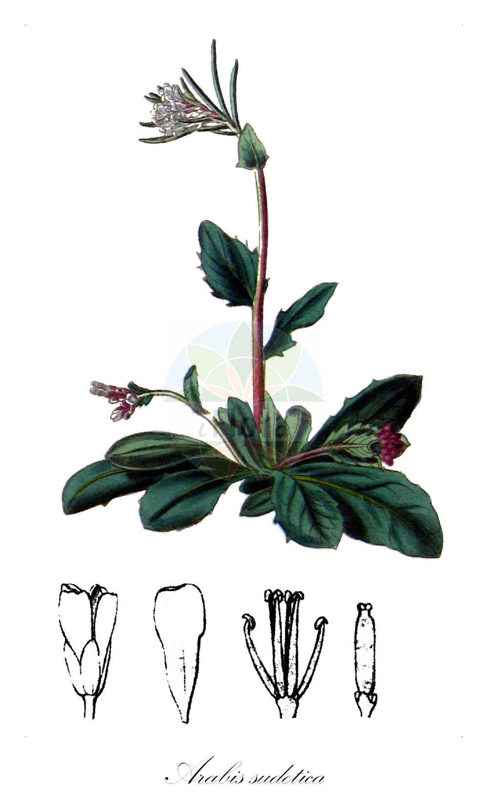 Historische Abbildung von Arabis sudetica. Das Bild zeigt Blatt, Bluete, Frucht und Same. ---- Historical Drawing of Arabis sudetica. The image is showing leaf, flower, fruit and seed.(Arabis sudetica,Arabis abietina,Arabis bosniaca,Arabis constricta,Arabis sudetica,Arabis,Gänsekresse,Rockcress,Brassicaceae,Kreuzblütler,Cabbage family,Blatt,Bluete,Frucht,Same,leaf,flower,fruit,seed,Curtis Botanical Magazine (1787f))