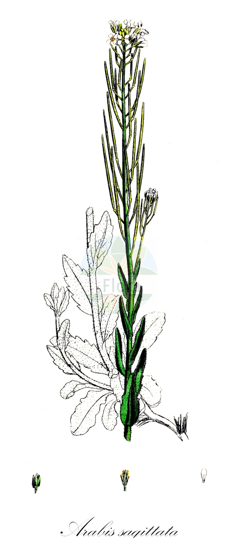 Historische Abbildung von Arabis sagittata (Pfeilblättrige Gänsekresse - Arrowleaf Rockcress). Das Bild zeigt Blatt, Bluete, Frucht und Same. ---- Historical Drawing of Arabis sagittata (Pfeilblättrige Gänsekresse - Arrowleaf Rockcress). The image is showing leaf, flower, fruit and seed.(Arabis sagittata,Pfeilblättrige Gänsekresse,Arrowleaf Rockcress,Arabis sagittata,Turritis sagittata,Pfeilblaettrige Gaensekresse,Arrowleaf Rockcress,Arabis,Gänsekresse,Rockcress,Brassicaceae,Kreuzblütler,Cabbage family,Blatt,Bluete,Frucht,Same,leaf,flower,fruit,seed,Sowerby (1790-1813))