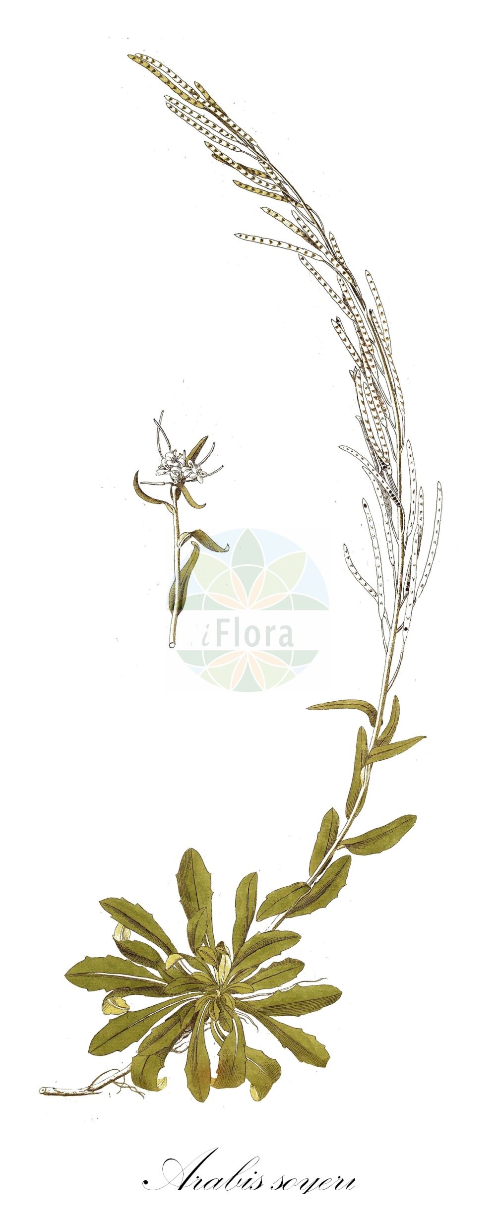 Historische Abbildung von Arabis soyeri subsp. subcoriacea (Glänzende Gänsekresse - Soyer's Rockcress). Das Bild zeigt Blatt, Bluete, Frucht und Same. ---- Historical Drawing of Arabis soyeri subsp. subcoriacea (Glänzende Gänsekresse - Soyer's Rockcress). The image is showing leaf, flower, fruit and seed.(Arabis soyeri subsp. subcoriacea,Glänzende Gänsekresse,Soyer's Rockcress,Arabis subcoriacea,Glaenzende Gaensekresse,Soyer's Rockcress,Arabis,Gänsekresse,Rockcress,Brassicaceae,Kreuzblütler,Cabbage family,Blatt,Bluete,Frucht,Same,leaf,flower,fruit,seed)