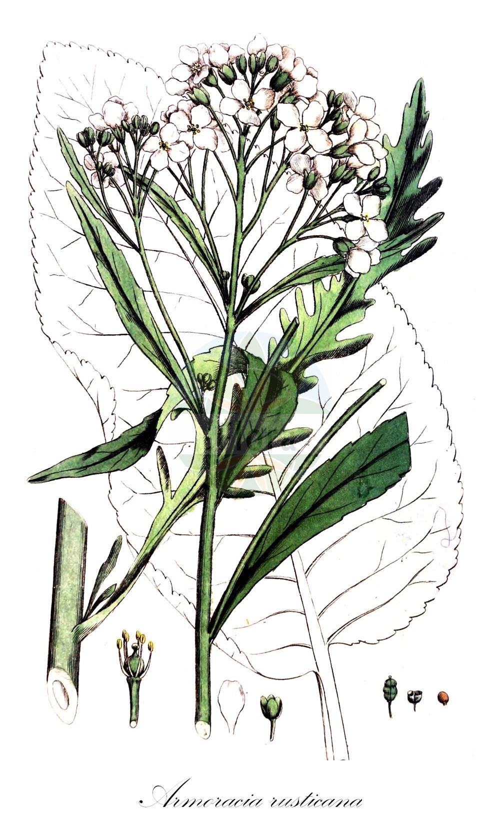 Historische Abbildung von Armoracia rusticana (Meerrettich - Horse-radish). Das Bild zeigt Blatt, Bluete, Frucht und Same. ---- Historical Drawing of Armoracia rusticana (Meerrettich - Horse-radish). The image is showing leaf, flower, fruit and seed.(Armoracia rusticana,Meerrettich,Horse-radish,Armoracia lapathifolia,Armoracia rusticana,Armoracia sativa,Cochlearia armoracia,Nasturtium armoracia,Rorippa armoracia,Rorippa rusticana,Meerrettich,Kren,Horse-radish,Armoracia,Meerrettich,Horseradish,Brassicaceae,Kreuzblütler,Cabbage family,Blatt,Bluete,Frucht,Same,leaf,flower,fruit,seed,Svensk Botanik (Svensk Botanik))