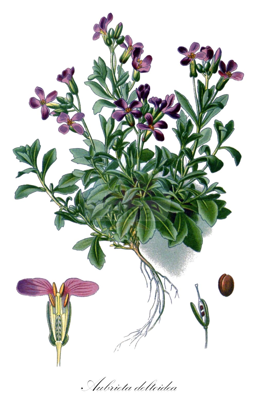 Historische Abbildung von Aubrieta deltoidea (Aubretia). Das Bild zeigt Blatt, Bluete, Frucht und Same. ---- Historical Drawing of Aubrieta deltoidea (Aubretia). The image is showing leaf, flower, fruit and seed.(Aubrieta deltoidea,Aubretia,Alyssum deltoideum,Aubrieta deltoidea,Aubrieta deltoidea (L.) DC.,Aubrieta integrifolia,Aubrieta intermedia,Aubrieta intermedia Boiss. subsp.,Aubrieta intermedia subsp. falcata,Aubrieta,Brassicaceae,Kreuzblütler,Cabbage family,Blatt,Bluete,Frucht,Same,leaf,flower,fruit,seed,Step et al. (1896-1897))