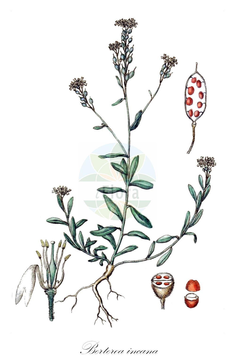 Historische Abbildung von Berteroa incana (Gewöhnliche Graukresse - Hoary Alison). Das Bild zeigt Blatt, Bluete, Frucht und Same. ---- Historical Drawing of Berteroa incana (Gewöhnliche Graukresse - Hoary Alison). The image is showing leaf, flower, fruit and seed.(Berteroa incana,Gewöhnliche Graukresse,Hoary Alison,Alyssum incanum,Berteroa incana,Berteroa incana (L.) DC.,Berteroa stricta,Farsetia incana,Gewoehnliche Graukresse,Graues Steinkraut,Hoary Alison,Hoary Alyssum,Hoary False Alyssum,Hoary False Madwort,Berteroa,Graukresse,False Madwort,Brassicaceae,Kreuzblütler,Cabbage family,Blatt,Bluete,Frucht,Same,leaf,flower,fruit,seed,Sturm (1796f))