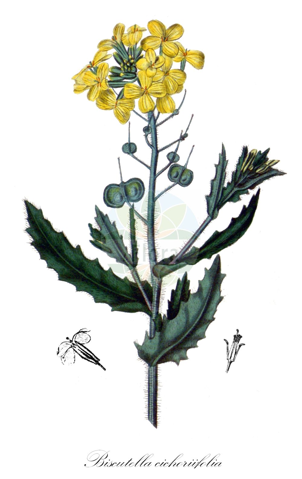 Historische Abbildung von Biscutella cichoriifolia. Das Bild zeigt Blatt, Bluete, Frucht und Same. ---- Historical Drawing of Biscutella cichoriifolia. The image is showing leaf, flower, fruit and seed.(Biscutella cichoriifolia,Biscutella cichoriifolia,Biscutella dilatata,Biscutella hispida,Iondraba cichoriifolia,Jondraba cichoriifolia,Biscutella,Brillenschötchen,Buckler Mustard,Brassicaceae,Kreuzblütler,Cabbage family,Blatt,Bluete,Frucht,Same,leaf,flower,fruit,seed,Curtis Botanical Magazine (1787f))