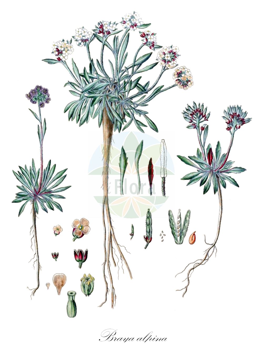Historische Abbildung von Braya alpina. Das Bild zeigt Blatt, Bluete, Frucht und Same. ---- Historical Drawing of Braya alpina. The image is showing leaf, flower, fruit and seed.(Braya alpina,Braya alpina,Braya,Brassicaceae,Kreuzblütler,Cabbage family,Blatt,Bluete,Frucht,Same,leaf,flower,fruit,seed,Sturm (1796f))