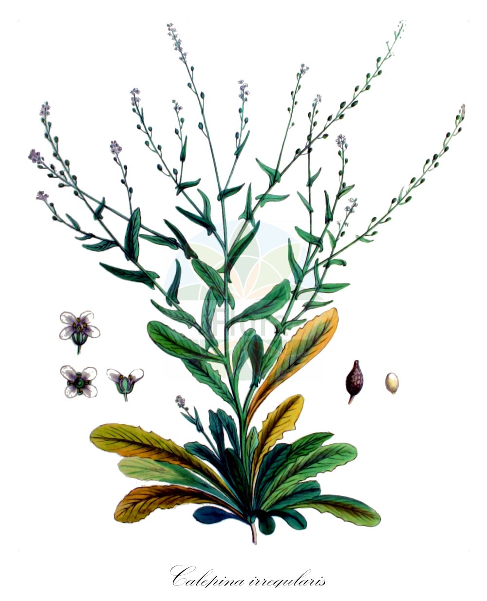 Historische Abbildung von Calepina irregularis (Wendich - White Ball-mustard). Das Bild zeigt Blatt, Bluete, Frucht und Same. ---- Historical Drawing of Calepina irregularis (Wendich - White Ball-mustard). The image is showing leaf, flower, fruit and seed.(Calepina irregularis,Wendich,White Ball-mustard,Calepina cochlearioides,Calepina corvini,Calepina corvinii,Calepina irregularis,Calepina ruellii,Laelia irregularis,Myagrum irregulare,Wendich,White Ball-mustard,Calepina,Wendich,Ballmustard,Brassicaceae,Kreuzblütler,Cabbage family,Blatt,Bluete,Frucht,Same,leaf,flower,fruit,seed,Kops (1800-1934))