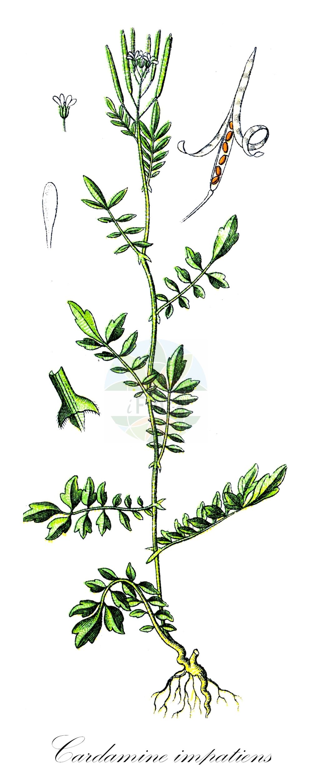 Historische Abbildung von Cardamine impatiens (Spring-Schaumkraut - Narrow-leaved Bitter-Cress). Das Bild zeigt Blatt, Bluete, Frucht und Same. ---- Historical Drawing of Cardamine impatiens (Spring-Schaumkraut - Narrow-leaved Bitter-Cress). The image is showing leaf, flower, fruit and seed.(Cardamine impatiens,Spring-Schaumkraut,Narrow-leaved Bitter-Cress,Cardamine apetala,Cardamine brachycarpa,Cardamine dasycarpa,Cardamine impatiens,Cardamine impatiens L. subsp.,Ghinia impatiens,Spring-Schaumkraut,Narrow-leaved Bitter-Cress,Narrowleaf Bittercress,Cardamine,Schaumkraut,Bittercress,Brassicaceae,Kreuzblütler,Cabbage family,Blatt,Bluete,Frucht,Same,leaf,flower,fruit,seed,Sturm (1796f))