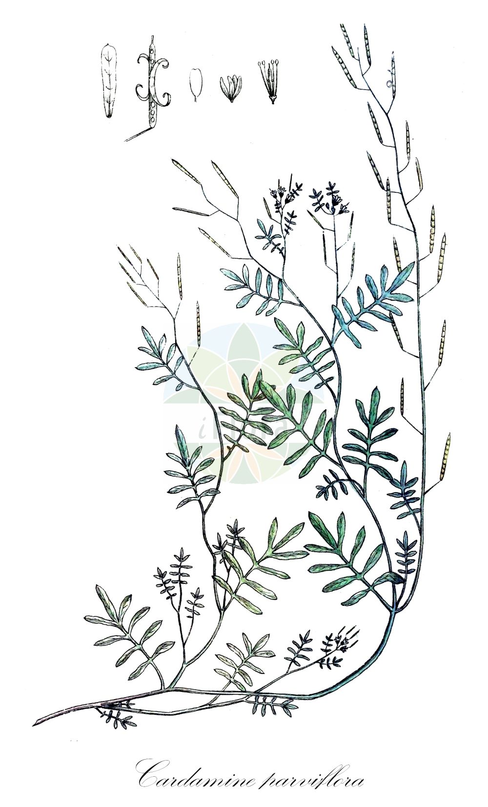 Historische Abbildung von Cardamine parviflora (Kleinblütiges Schaumkraut - Sand Bittercress). Das Bild zeigt Blatt, Bluete, Frucht und Same. ---- Historical Drawing of Cardamine parviflora (Kleinblütiges Schaumkraut - Sand Bittercress). The image is showing leaf, flower, fruit and seed.(Cardamine parviflora,Kleinblütiges Schaumkraut,Sand Bittercress,Cardamine parviflora,Kleinbluetiges Schaumkraut,Sand Bittercress,Small-flowered Bittercress,Cardamine,Schaumkraut,Bittercress,Brassicaceae,Kreuzblütler,Cabbage family,Blatt,Bluete,Frucht,Same,leaf,flower,fruit,seed,Svensk Botanik (Svensk Botanik))