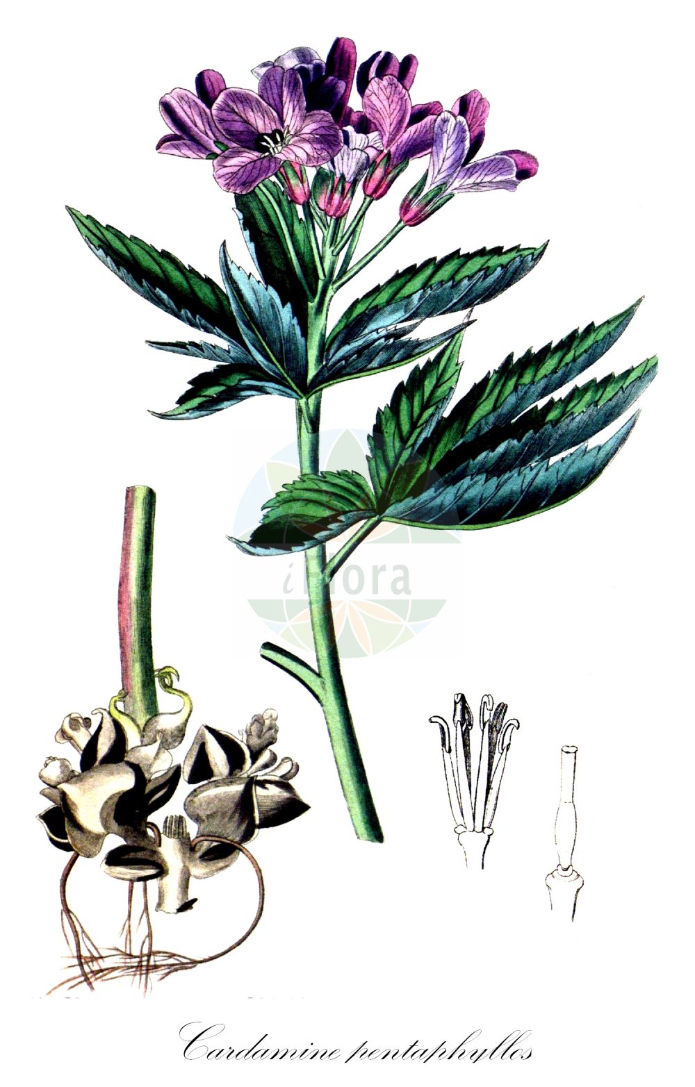 Historische Abbildung von Cardamine pentaphyllos (Finger-Zahnwurz - Five-leaflet Bitter-Cress). Das Bild zeigt Blatt, Bluete, Frucht und Same. ---- Historical Drawing of Cardamine pentaphyllos (Finger-Zahnwurz - Five-leaflet Bitter-Cress). The image is showing leaf, flower, fruit and seed.(Cardamine pentaphyllos,Finger-Zahnwurz,Five-leaflet Bitter-Cress,Cardamine digitata,Cardamine pentaphyllos,Dentaria digitata,Dentaria pentaphyllos,Finger-Zahnwurz,Fuenfblatt-Zahnwurz,Five-leaflet Bitter-Cress,Five-leaved Coralwort,Cardamine,Schaumkraut,Bittercress,Brassicaceae,Kreuzblütler,Cabbage family,Blatt,Bluete,Frucht,Same,leaf,flower,fruit,seed,Curtis Botanical Magazine (1787f))