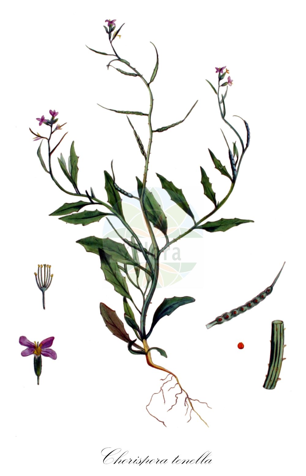 Historische Abbildung von Chorispora tenella. Das Bild zeigt Blatt, Bluete, Frucht und Same. ---- Historical Drawing of Chorispora tenella. The image is showing leaf, flower, fruit and seed.(Chorispora tenella,Chorispora tenella,Raphanus tenellus,Chorispora,Brassicaceae,Kreuzblütler,Cabbage family,Blatt,Bluete,Frucht,Same,leaf,flower,fruit,seed,Kops (1800-1934))