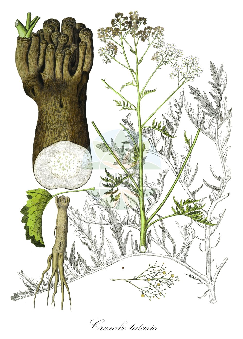 Historische Abbildung von Crambe tataria. Das Bild zeigt Blatt, Bluete, Frucht und Same. ---- Historical Drawing of Crambe tataria. The image is showing leaf, flower, fruit and seed.(Crambe tataria,Crambe litwinowii,Crambe pinnatifida,Crambe tataria,Crambe tatarica,Crambe,Meerkohl,Sea-kale,Brassicaceae,Kreuzblütler,Cabbage family,Blatt,Bluete,Frucht,Same,leaf,flower,fruit,seed)