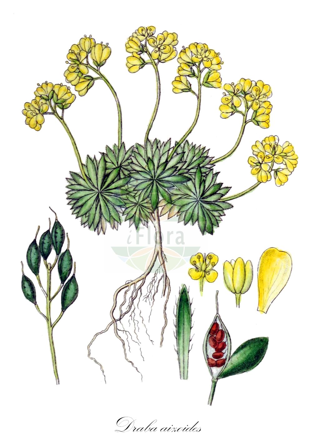 Historische Abbildung von Draba aizoides (Immergrünes Hungerblümchen - Yellow Whitlowgrass). Das Bild zeigt Blatt, Bluete, Frucht und Same. ---- Historical Drawing of Draba aizoides (Immergrünes Hungerblümchen - Yellow Whitlowgrass). The image is showing leaf, flower, fruit and seed.(Draba aizoides,Immergrünes Hungerblümchen,Yellow Whitlowgrass,Draba affinis,Draba aizoides,Immergruenes Hungerbluemchen,Yellow Whitlowgrass,Draba,Felsenblümchen,Whitlowgrass,Brassicaceae,Kreuzblütler,Cabbage family,Blatt,Bluete,Frucht,Same,leaf,flower,fruit,seed,Sturm (1796f))