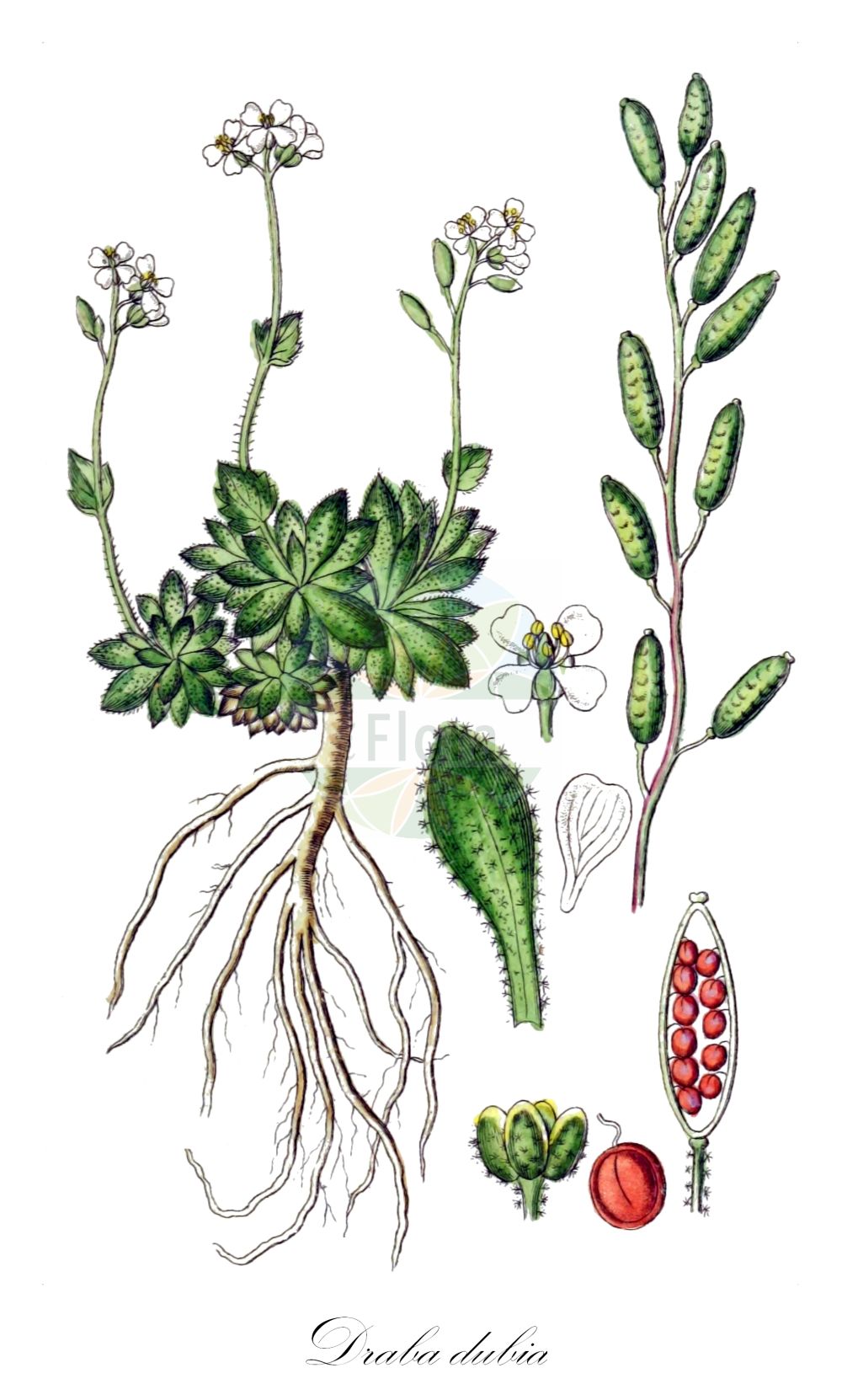 Historische Abbildung von Draba dubia (Eis-Felsenblümchen - Austrian Whitlowgrass). Das Bild zeigt Blatt, Bluete, Frucht und Same. ---- Historical Drawing of Draba dubia (Eis-Felsenblümchen - Austrian Whitlowgrass). The image is showing leaf, flower, fruit and seed.(Draba dubia,Eis-Felsenblümchen,Austrian Whitlowgrass,Draba dubia,Draba laevipes,Eis-Felsenbluemchen,Frost-Felsenbluemchen,Kaelte-Felsenbluemchen,Austrian Whitlowgrass,Draba,Felsenblümchen,Whitlowgrass,Brassicaceae,Kreuzblütler,Cabbage family,Blatt,Bluete,Frucht,Same,leaf,flower,fruit,seed,Sturm (1796f))