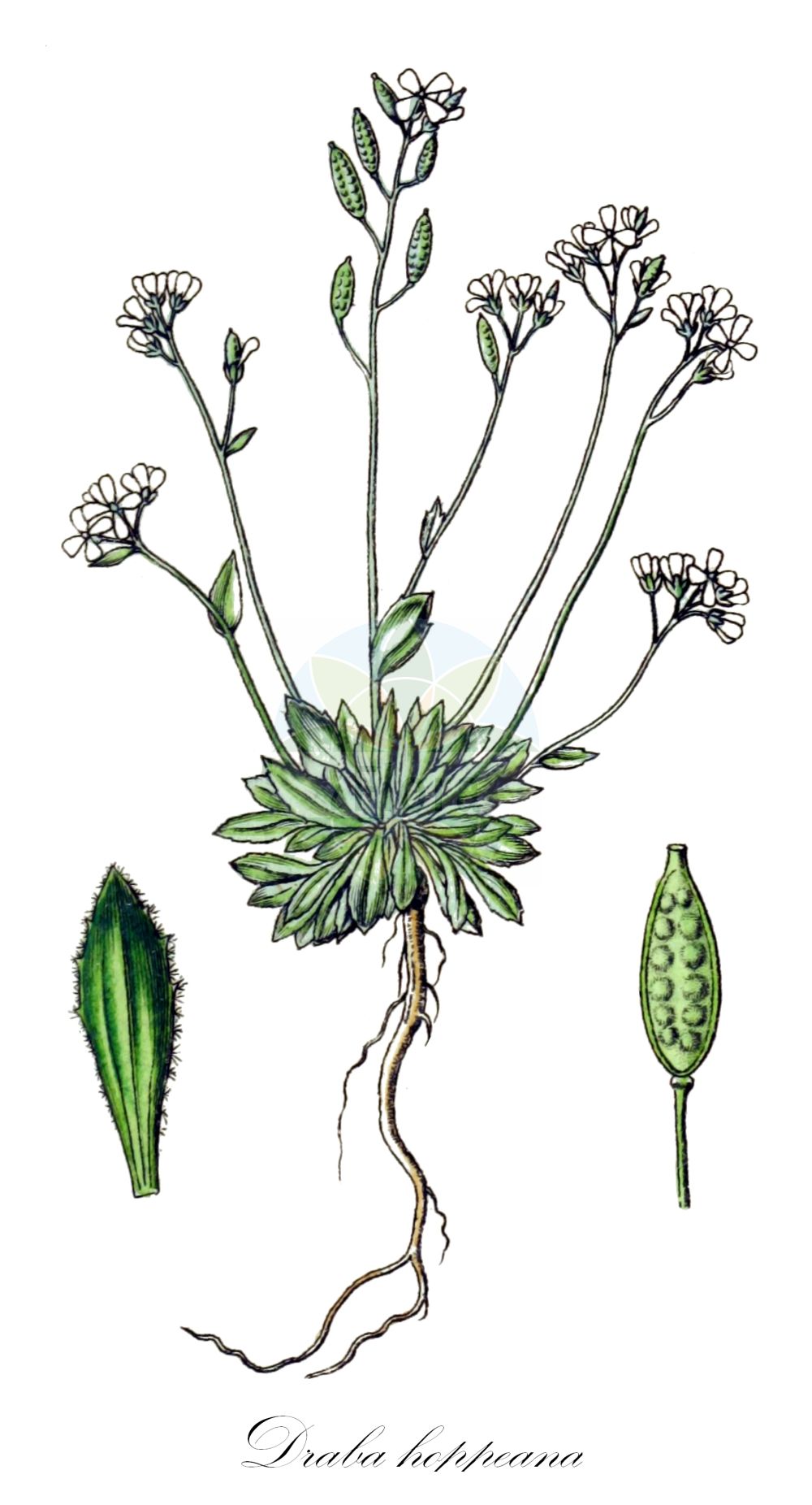 Historische Abbildung von Draba hoppeana (Hoppe-Felsenblümchen). Das Bild zeigt Blatt, Bluete, Frucht und Same. ---- Historical Drawing of Draba hoppeana (Hoppe-Felsenblümchen). The image is showing leaf, flower, fruit and seed.(Draba hoppeana,Hoppe-Felsenblümchen,Draba hoppeana,Draba zahlbruckneri,Draba zahlbrueckneri,Hoppe-Felsenbluemchen,Draba,Felsenblümchen,Whitlowgrass,Brassicaceae,Kreuzblütler,Cabbage family,Blatt,Bluete,Frucht,Same,leaf,flower,fruit,seed,Sturm (1796f))