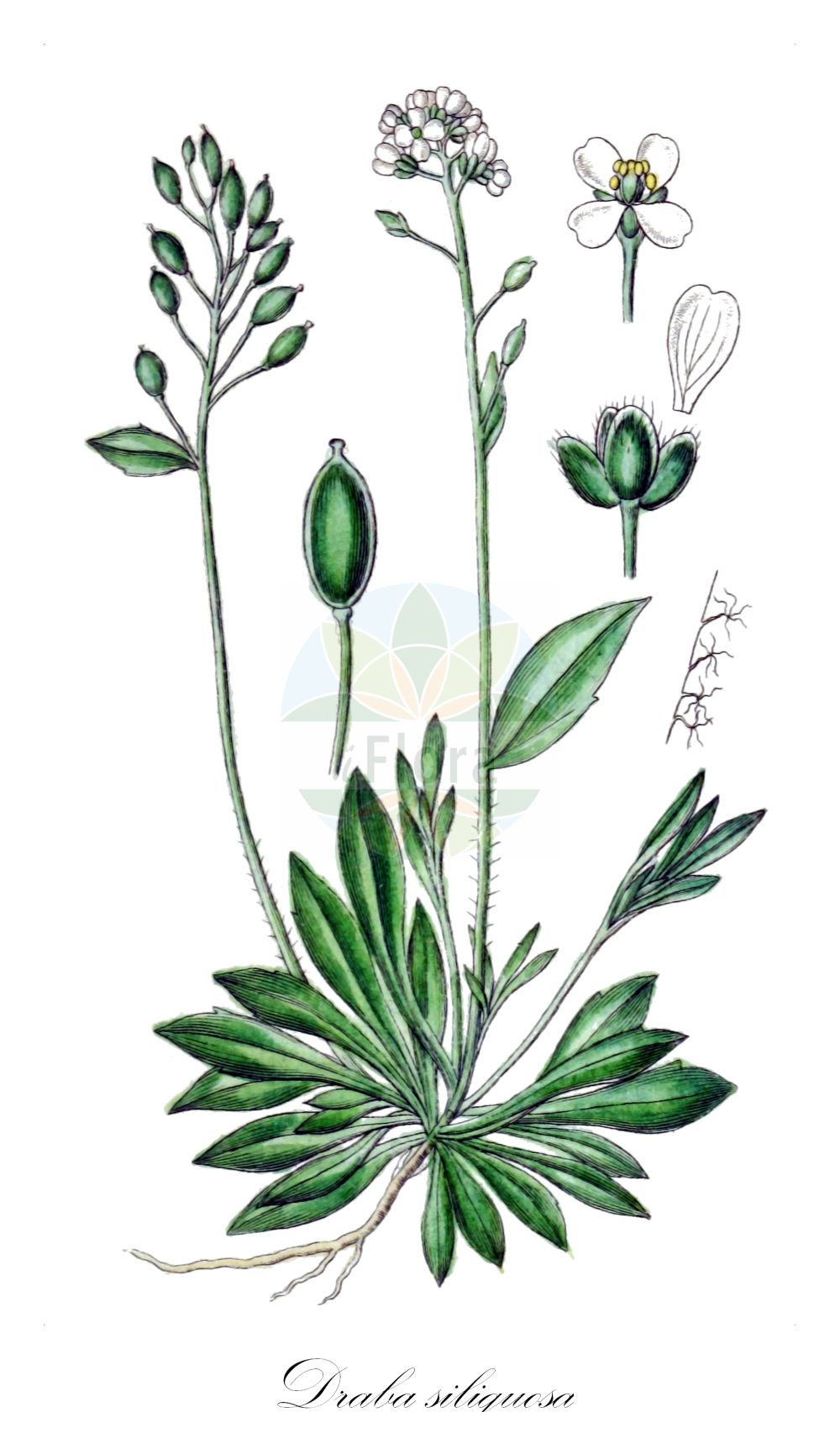 Historische Abbildung von Draba siliquosa (Kärntner Felsenblümchen - Carinthian Whitlowgrass). Das Bild zeigt Blatt, Bluete, Frucht und Same. ---- Historical Drawing of Draba siliquosa (Kärntner Felsenblümchen - Carinthian Whitlowgrass). The image is showing leaf, flower, fruit and seed.(Draba siliquosa,Kärntner Felsenblümchen,Carinthian Whitlowgrass,Draba carinthiaca,Draba carinthiaca Hoppe var.,Draba glabrata,Draba hoppei,Draba johannis,Draba siliquosa,Draba siliquosa M. Bieb.,Draba siliquosa var. glabrata,Kaerntner Felsenbluemchen,Carinthian Whitlowgrass,Starry Whitlowgrass,Draba,Felsenblümchen,Whitlowgrass,Brassicaceae,Kreuzblütler,Cabbage family,Blatt,Bluete,Frucht,Same,leaf,flower,fruit,seed,Sturm (1796f))