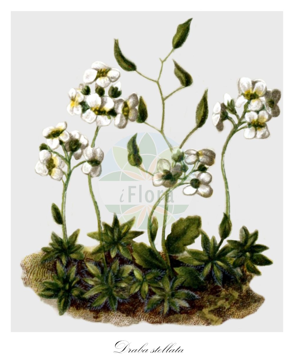 Historische Abbildung von Draba stellata. Das Bild zeigt Blatt, Bluete, Frucht und Same. ---- Historical Drawing of Draba stellata. The image is showing leaf, flower, fruit and seed.(Draba stellata,Draba austriaca,Draba stellata,Draba,Felsenblümchen,Whitlowgrass,Brassicaceae,Kreuzblütler,Cabbage family,Blatt,Bluete,Frucht,Same,leaf,flower,fruit,seed,Hartinger & von Dalla Torre (1806f))