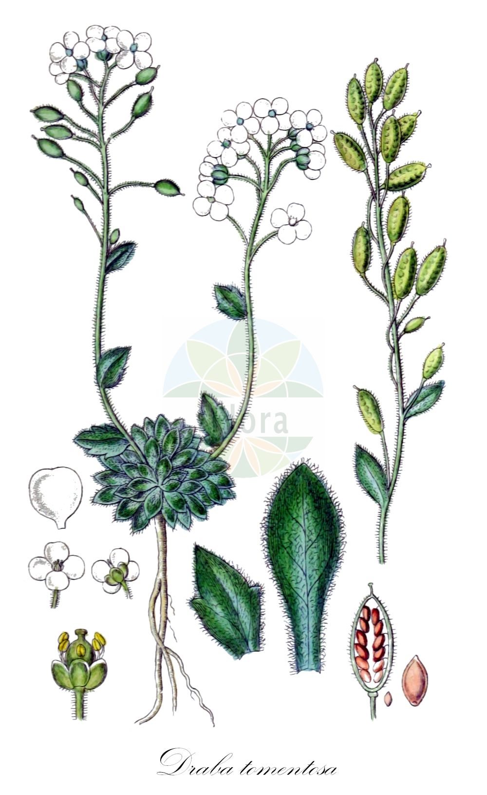 Historische Abbildung von Draba tomentosa (Filziges Felsenblümchen - Downy Whitlowgrass). Das Bild zeigt Blatt, Bluete, Frucht und Same. ---- Historical Drawing of Draba tomentosa (Filziges Felsenblümchen - Downy Whitlowgrass). The image is showing leaf, flower, fruit and seed.(Draba tomentosa,Filziges Felsenblümchen,Downy Whitlowgrass,Draba tomentosa,Filziges Felsenbluemchen,Downy Whitlowgrass,Draba,Felsenblümchen,Whitlowgrass,Brassicaceae,Kreuzblütler,Cabbage family,Blatt,Bluete,Frucht,Same,leaf,flower,fruit,seed,Sturm (1796f))