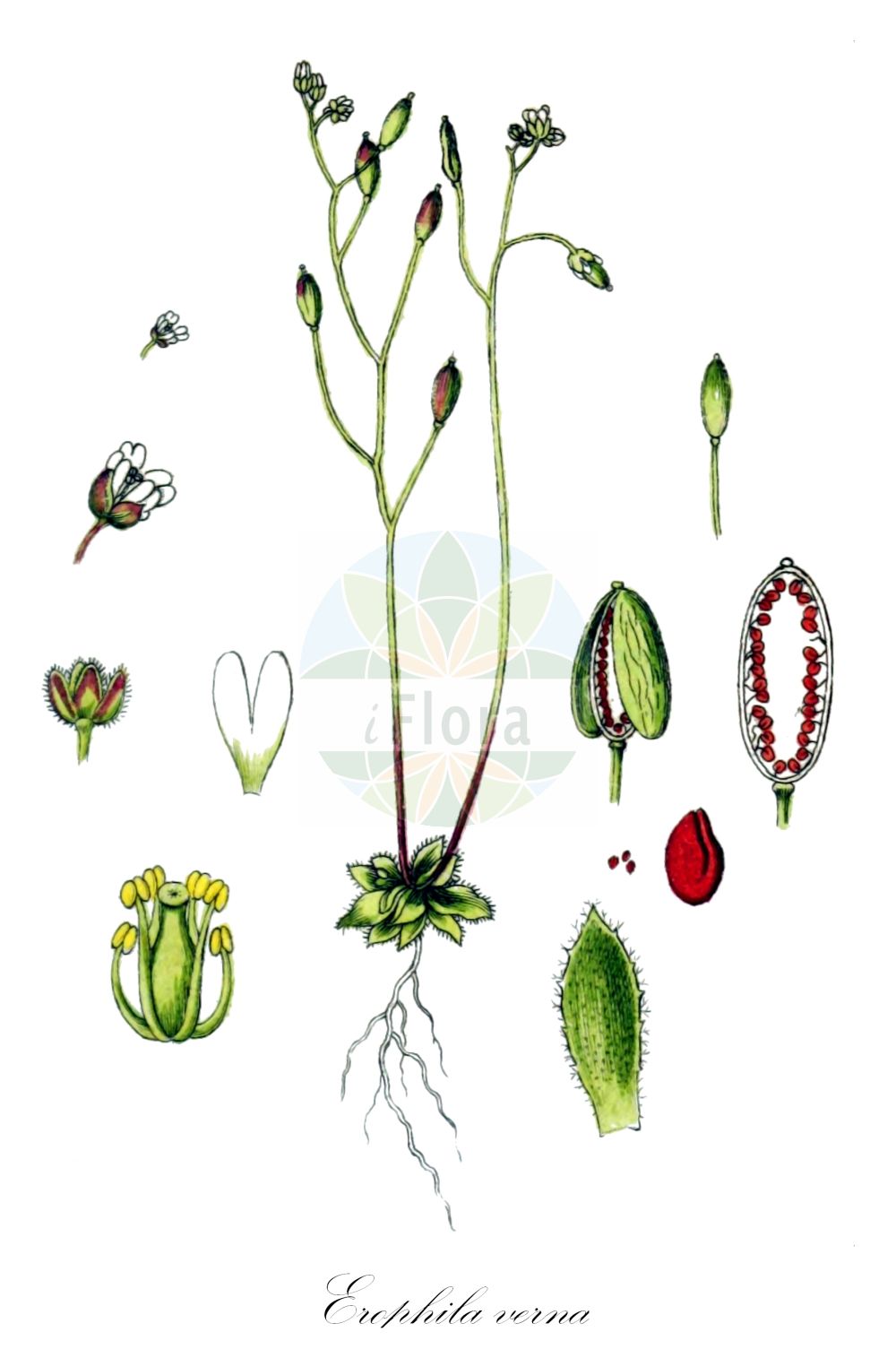 Historische Abbildung von Erophila verna (Frühlings-Hungerblümchen - Common Whitlowgrass). Das Bild zeigt Blatt, Bluete, Frucht und Same. ---- Historical Drawing of Erophila verna (Frühlings-Hungerblümchen - Common Whitlowgrass). The image is showing leaf, flower, fruit and seed.(Erophila verna,Frühlings-Hungerblümchen,Common Whitlowgrass,Draba verna,Draba verna L. subsp.,Erophila brevifolia,Erophila claviformis,Erophila corsica,Erophila curtipes,Erophila decipiens,Erophila duplex,Erophila glabrescens,Erophila hirtella,Erophila lepida,Erophila muricola,Erophila oblongata,Erophila ozanonii,Erophila quadruplex,Erophila revelierei,Erophila setulosa,Erophila simplex,Erophila subnitens,Erophila subrotunda,Erophila verna,Erophila vulgaris,Fruehlings-Hungerbluemchen,Common Whitlowgrass,Vernal Whitlow Grass,Early Whitlowgrass,Glabrous Whitlowgrass,Hairy Whitlowgrass,Round-podded Whitlowgrass,Spring Draba,Spring Whitlowgrass,Whitlowwort,Erophila,Hungerblümchen,Withlowgrass,Brassicaceae,Kreuzblütler,Cabbage family,Blatt,Bluete,Frucht,Same,leaf,flower,fruit,seed,Sturm (1796f))