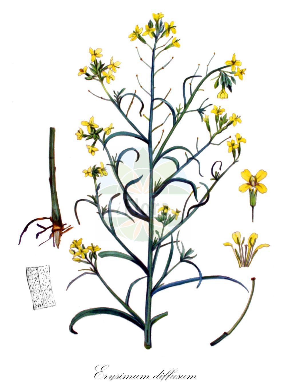 Historische Abbildung von Erysimum diffusum. Das Bild zeigt Blatt, Bluete, Frucht und Same. ---- Historical Drawing of Erysimum diffusum. The image is showing leaf, flower, fruit and seed.(Erysimum diffusum,Erysimum andrzejowskianum,Erysimum canescens,Erysimum diffusum,Erysimum,Schöterich,Wallflower,Brassicaceae,Kreuzblütler,Cabbage family,Blatt,Bluete,Frucht,Same,leaf,flower,fruit,seed,Kops (1800-1934))