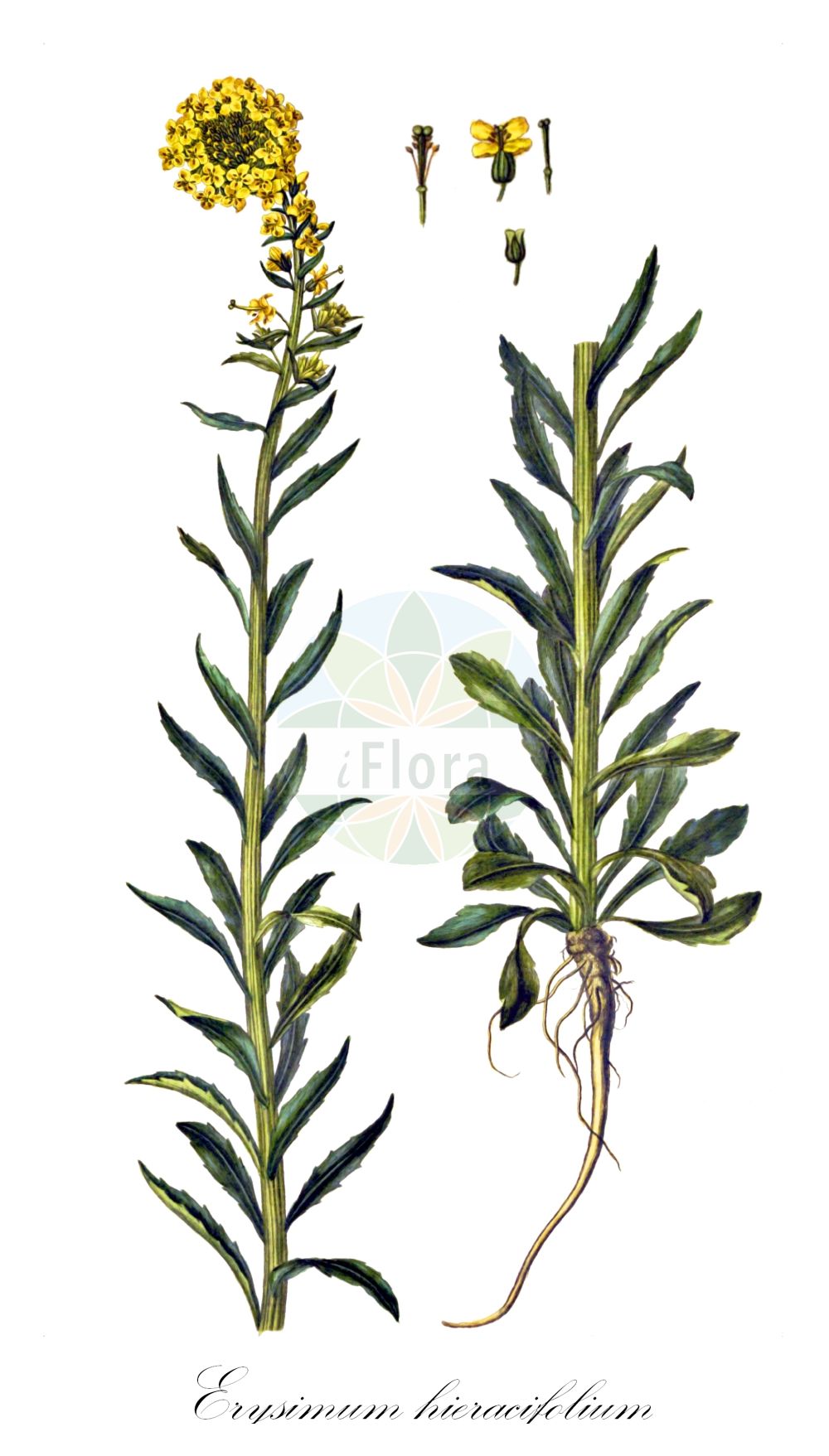 Historische Abbildung von Erysimum hieracifolium (Ruten-Schöterich - Hawkweed-leaved Treacle Mustard). Das Bild zeigt Blatt, Bluete, Frucht und Same. ---- Historical Drawing of Erysimum hieracifolium (Ruten-Schöterich - Hawkweed-leaved Treacle Mustard). The image is showing leaf, flower, fruit and seed.(Erysimum hieracifolium,Ruten-Schöterich,Hawkweed-leaved Treacle Mustard,Erysimum denticulatum,Erysimum hieracifolium,Erysimum strictum,Erysimum virgatum,Ruten-Schoeterich,Habichtskraut-Schoeterich,Hawkweed-leaved Treacle Mustard,European Wallflower,Perennial Wormseed,Tall Wormseed Wallflower,Erysimum,Schöterich,Wallflower,Brassicaceae,Kreuzblütler,Cabbage family,Blatt,Bluete,Frucht,Same,leaf,flower,fruit,seed,Oeder (1761-1883))