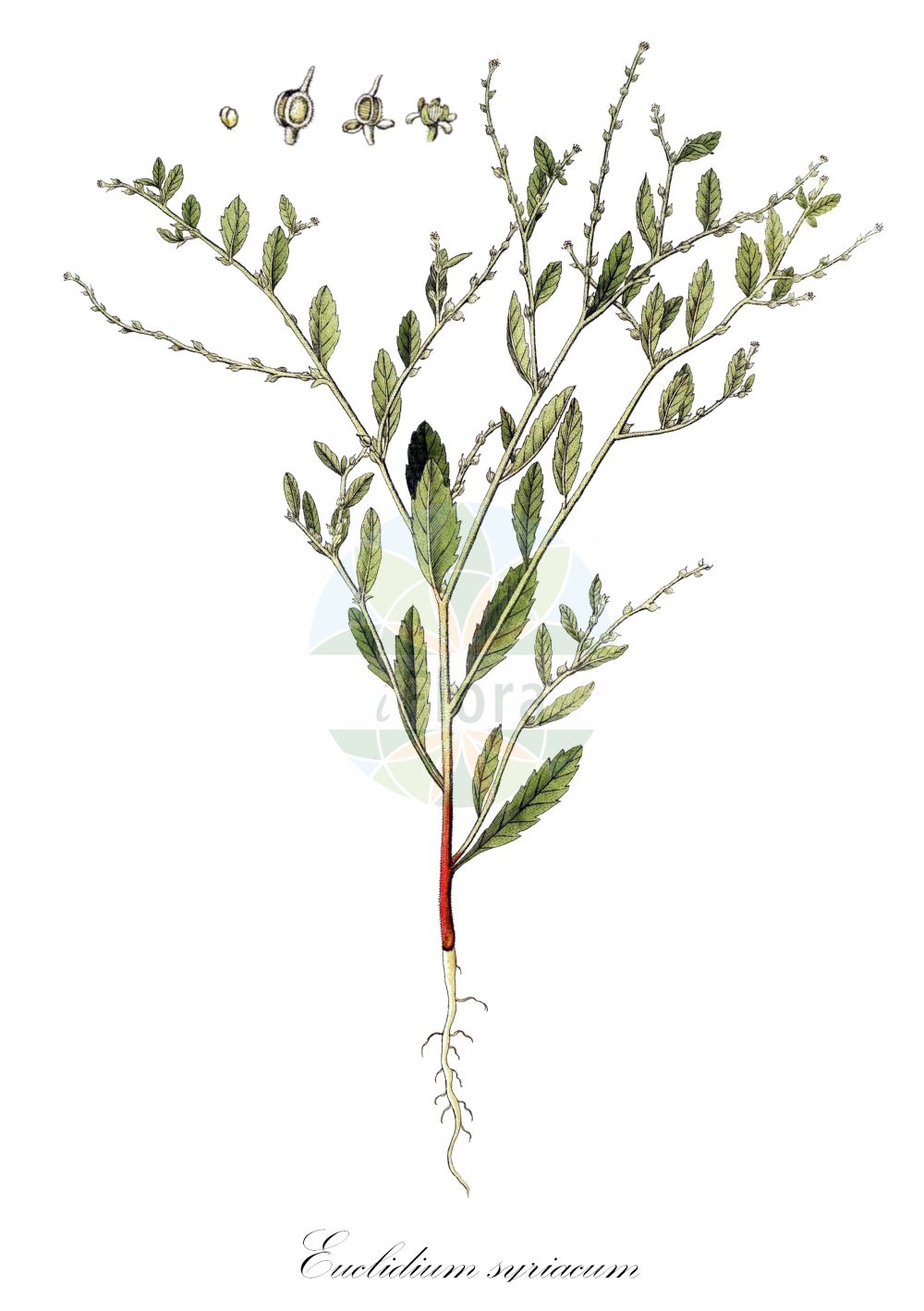 Historische Abbildung von Euclidium syriacum. Das Bild zeigt Blatt, Bluete, Frucht und Same. ---- Historical Drawing of Euclidium syriacum. The image is showing leaf, flower, fruit and seed.(Euclidium syriacum,Anastatica syriaca,Euclidium syriacum,Euclidium,Brassicaceae,Kreuzblütler,Cabbage family,Blatt,Bluete,Frucht,Same,leaf,flower,fruit,seed)