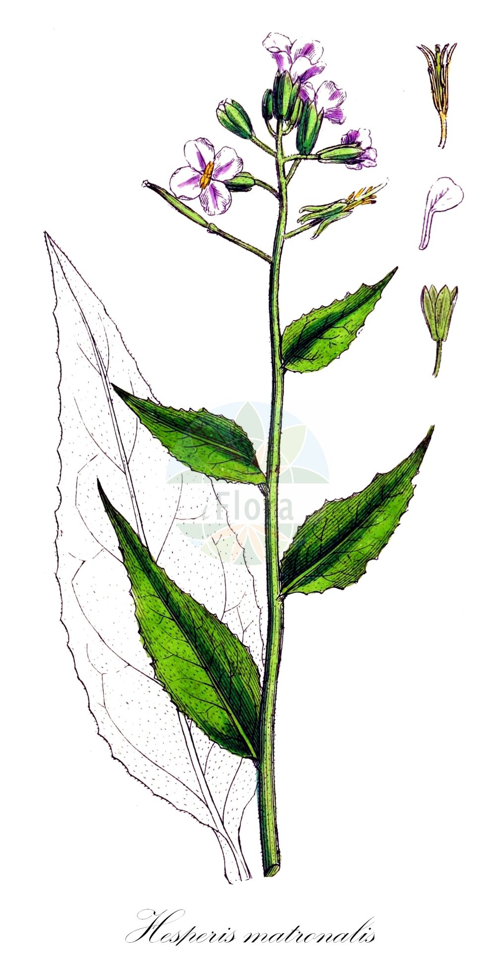 Historische Abbildung von Hesperis matronalis (Gewöhnliche Nachtviole - Dame's-violet). Das Bild zeigt Blatt, Bluete, Frucht und Same. ---- Historical Drawing of Hesperis matronalis (Gewöhnliche Nachtviole - Dame's-violet). The image is showing leaf, flower, fruit and seed.(Hesperis matronalis,Gewöhnliche Nachtviole,Dame's-violet,Hesperis elata,Hesperis matronalis,Gewoehnliche Nachtviole,Dame's-violet,Dame's Rocket,Mother Of The Evening,Hesperis,Nachtviole,Rocket,Brassicaceae,Kreuzblütler,Cabbage family,Blatt,Bluete,Frucht,Same,leaf,flower,fruit,seed,Sowerby (1790-1813))